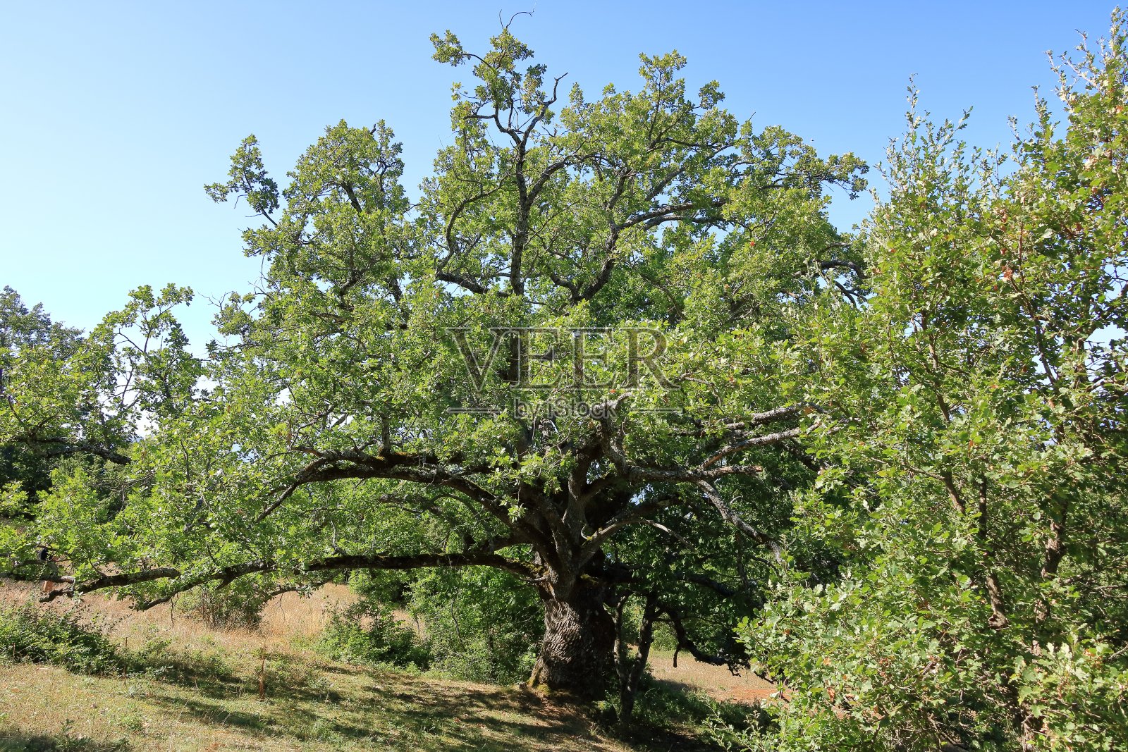 加利西亚国家公园位于北马其顿的艾尔沙尼附近照片摄影图片