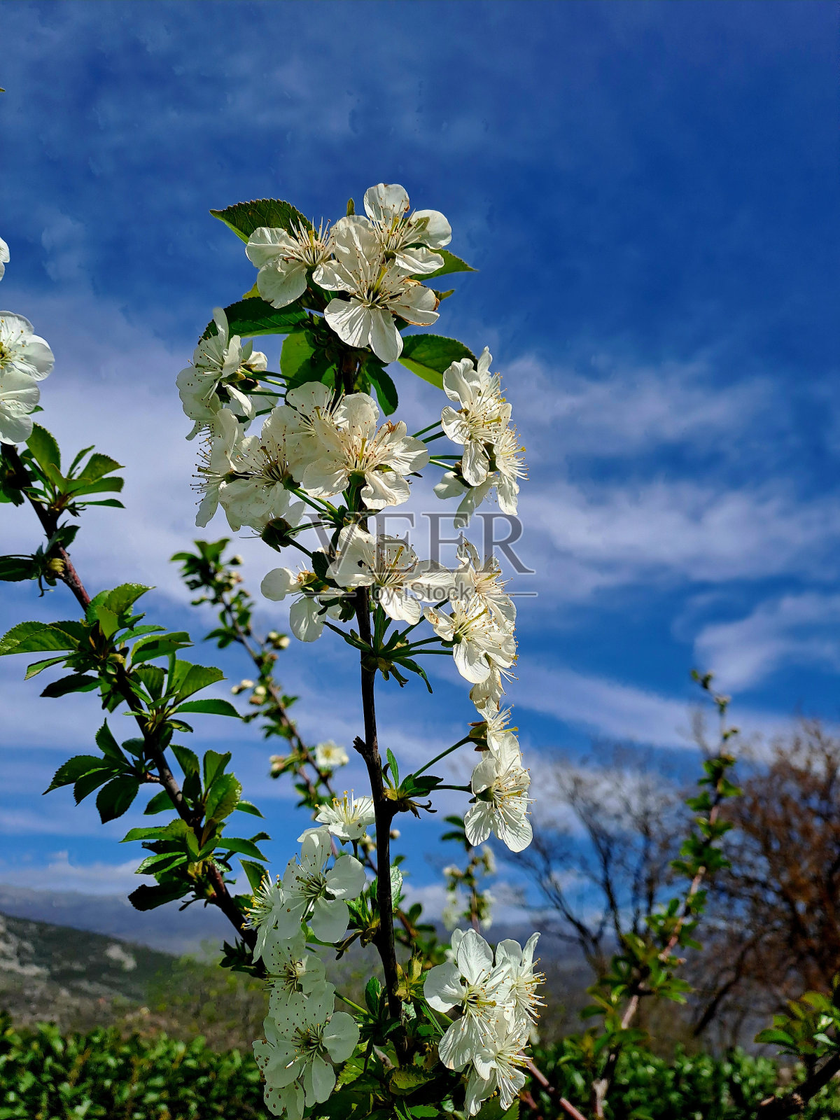 自然，美丽，花朵，野性之美照片摄影图片