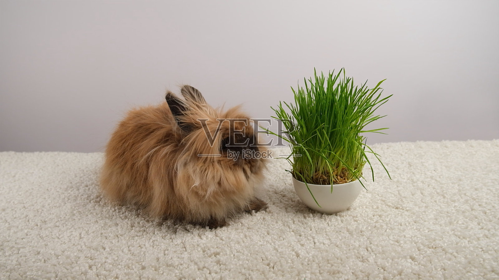 可爱的兔子和绿草。照片摄影图片