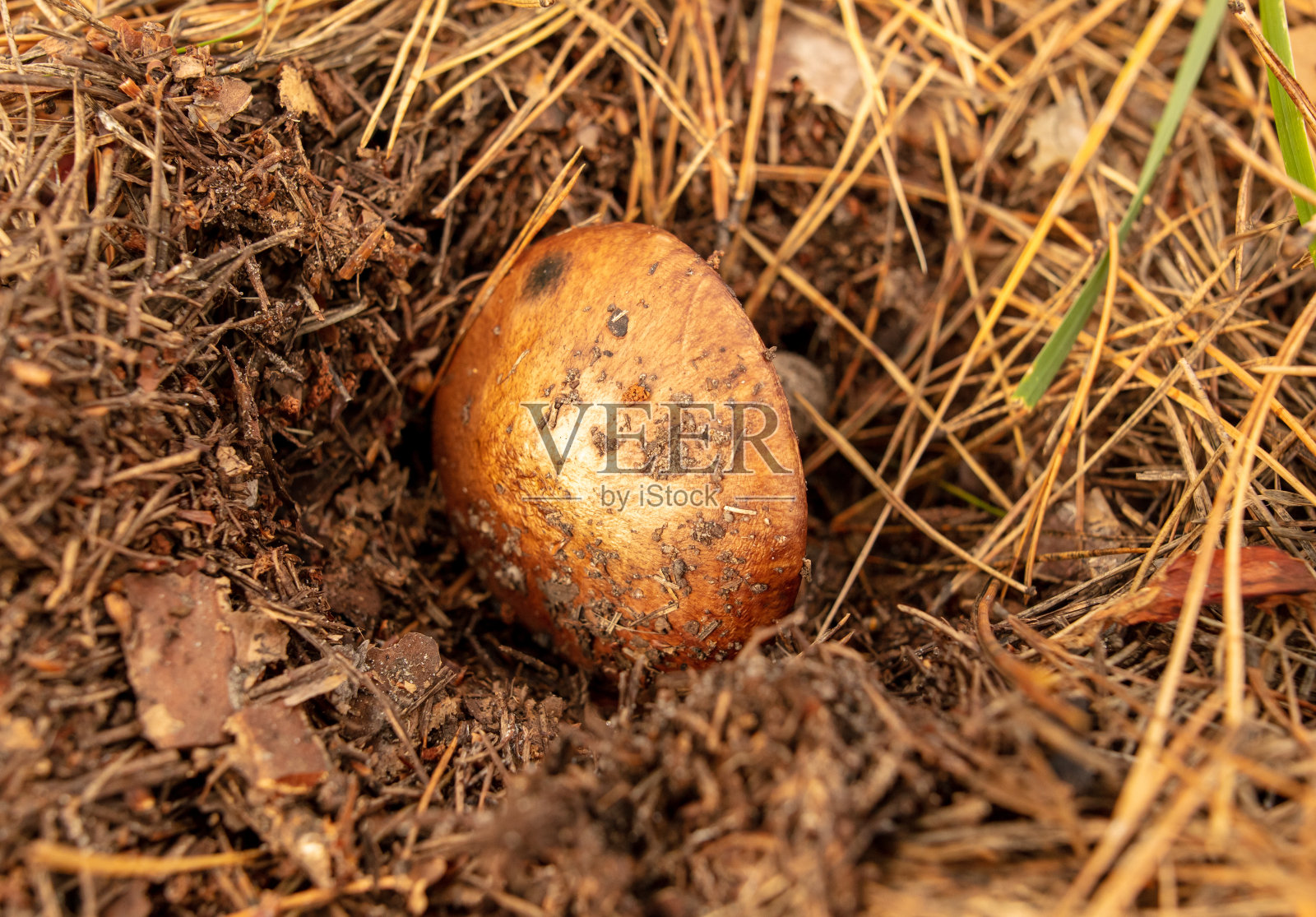 奶油蘑菇生长在秋天的森林里。特写镜头照片摄影图片