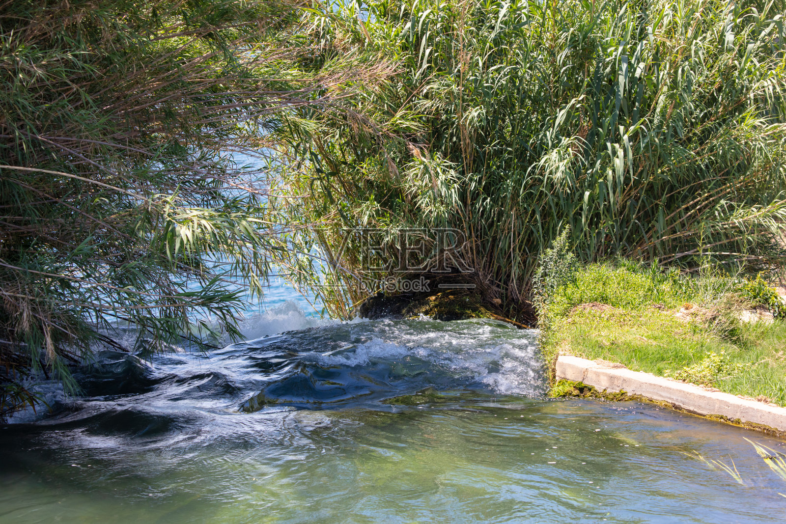 夏天河岸上的绿树照片摄影图片