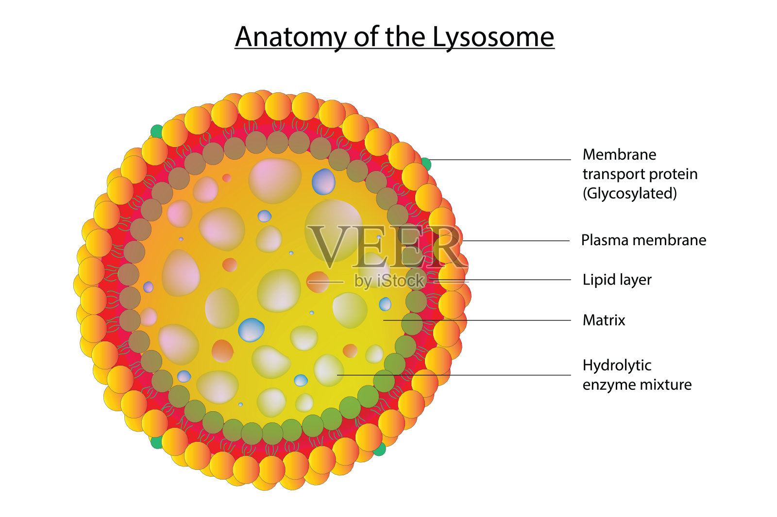 溶酶体结构插画图片素材