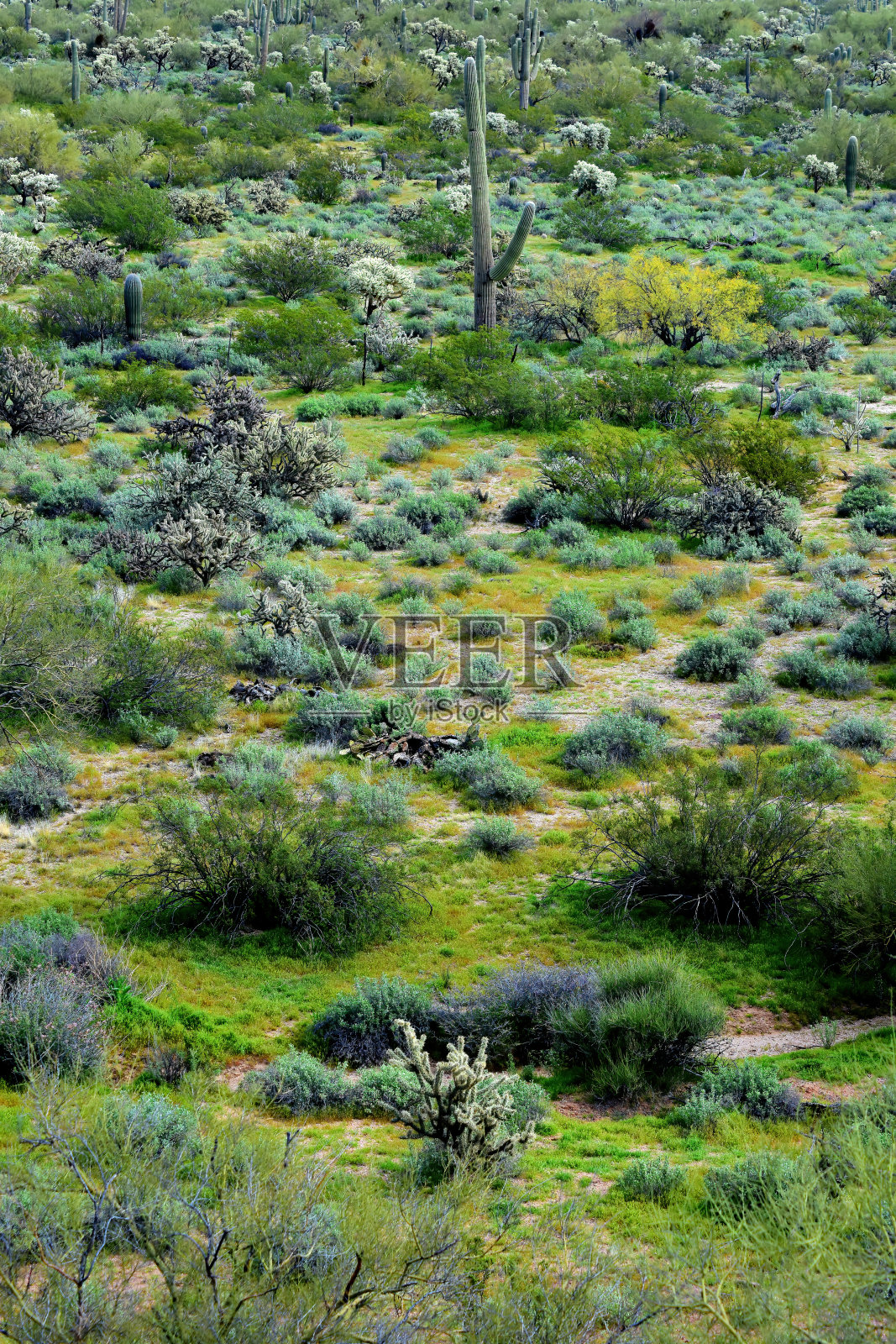 亚利桑那州中部索诺拉沙漠照片摄影图片