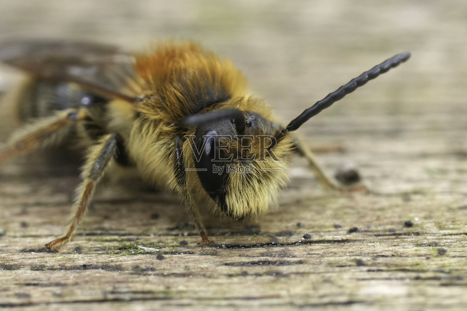 一只雄性红背蜂的头部特写，安德列娜照片摄影图片