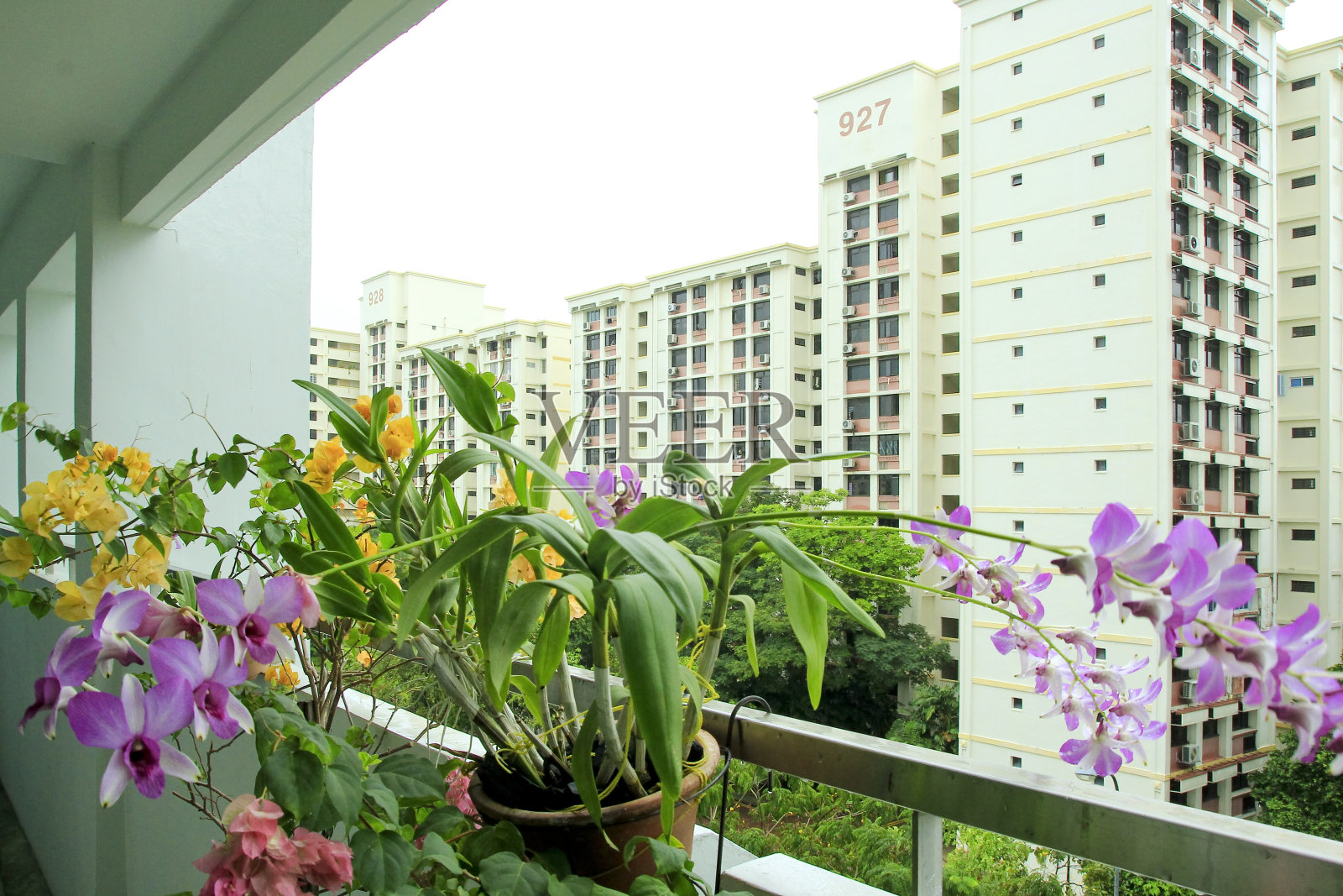 公寓居民们维护着各种色彩艳丽的鲜花照片摄影图片