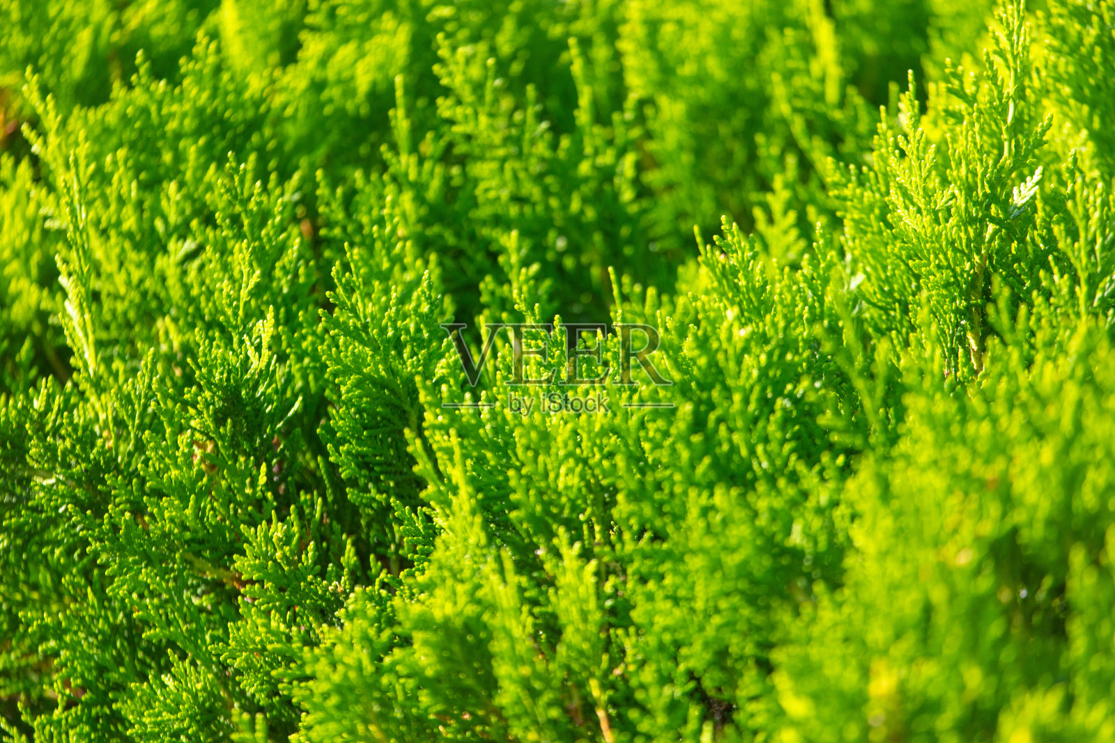 针叶植物的绿色树枝。背景照片摄影图片