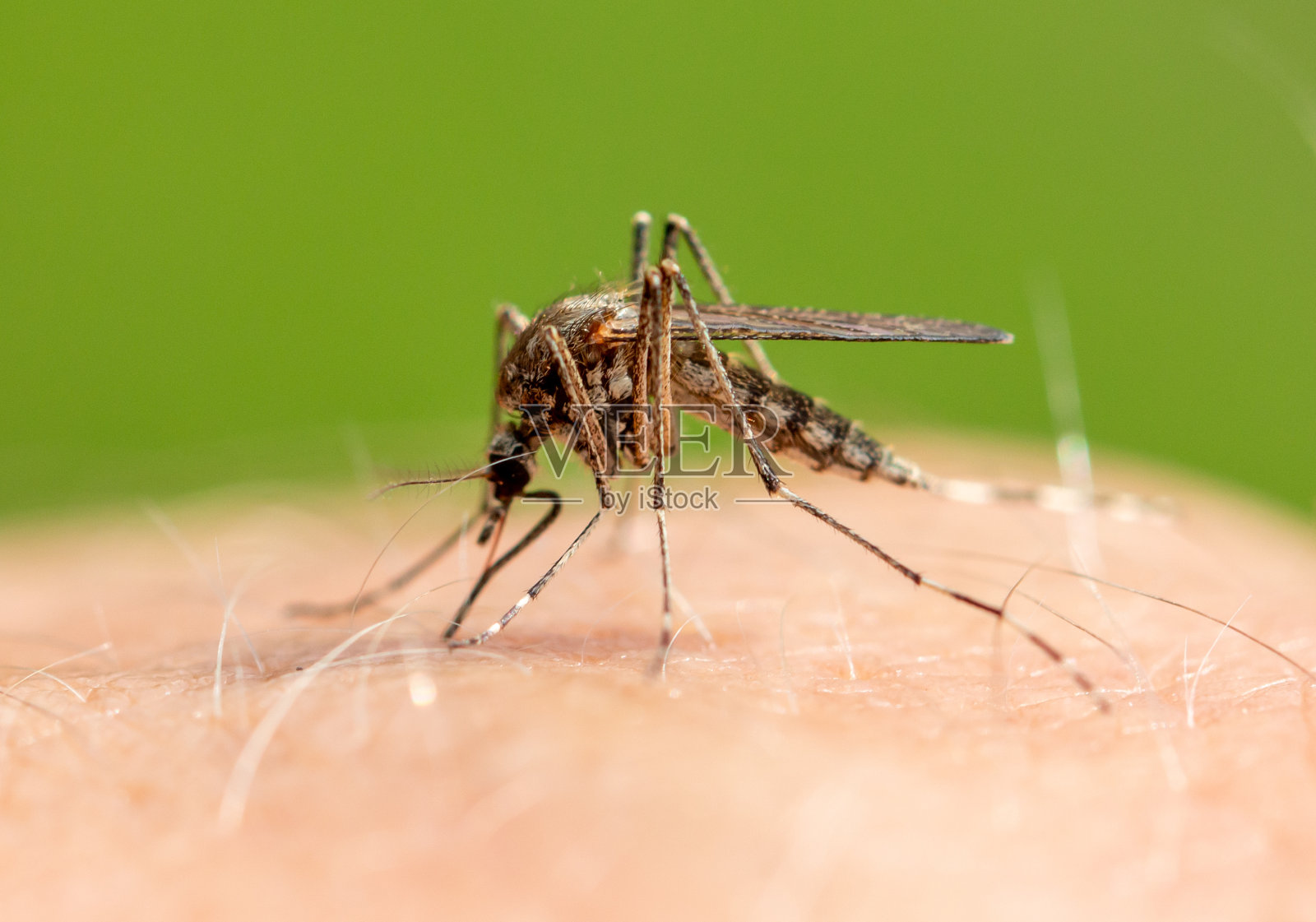 蚊子坐在人的皮肤上叮人。照片摄影图片