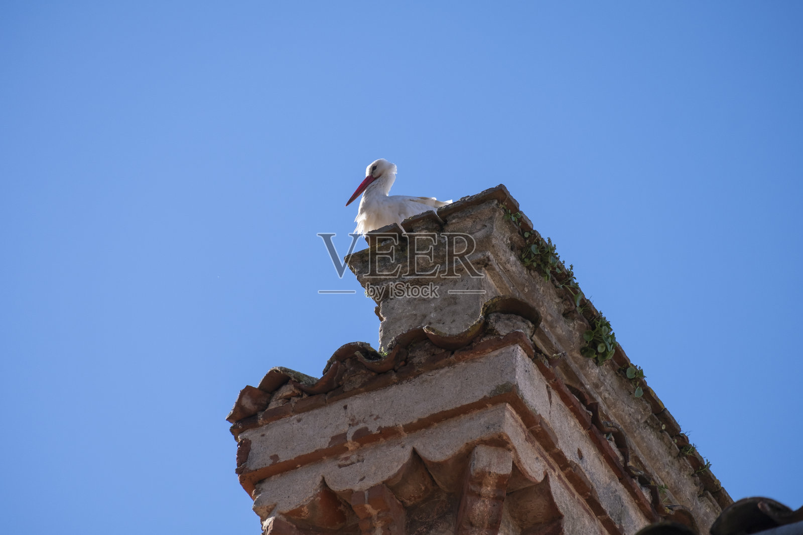 一只鹳栖息在一座老建筑的窗台上，看着镜头。水平实景照片。照片摄影图片