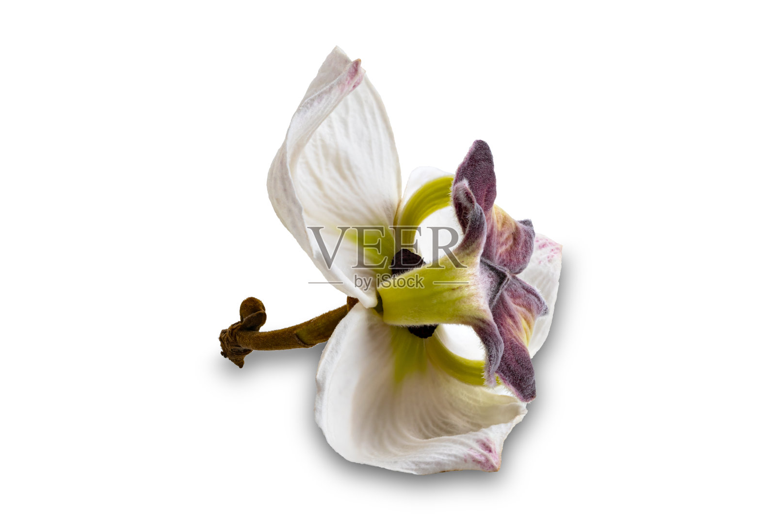 单花的特写。照片摄影图片