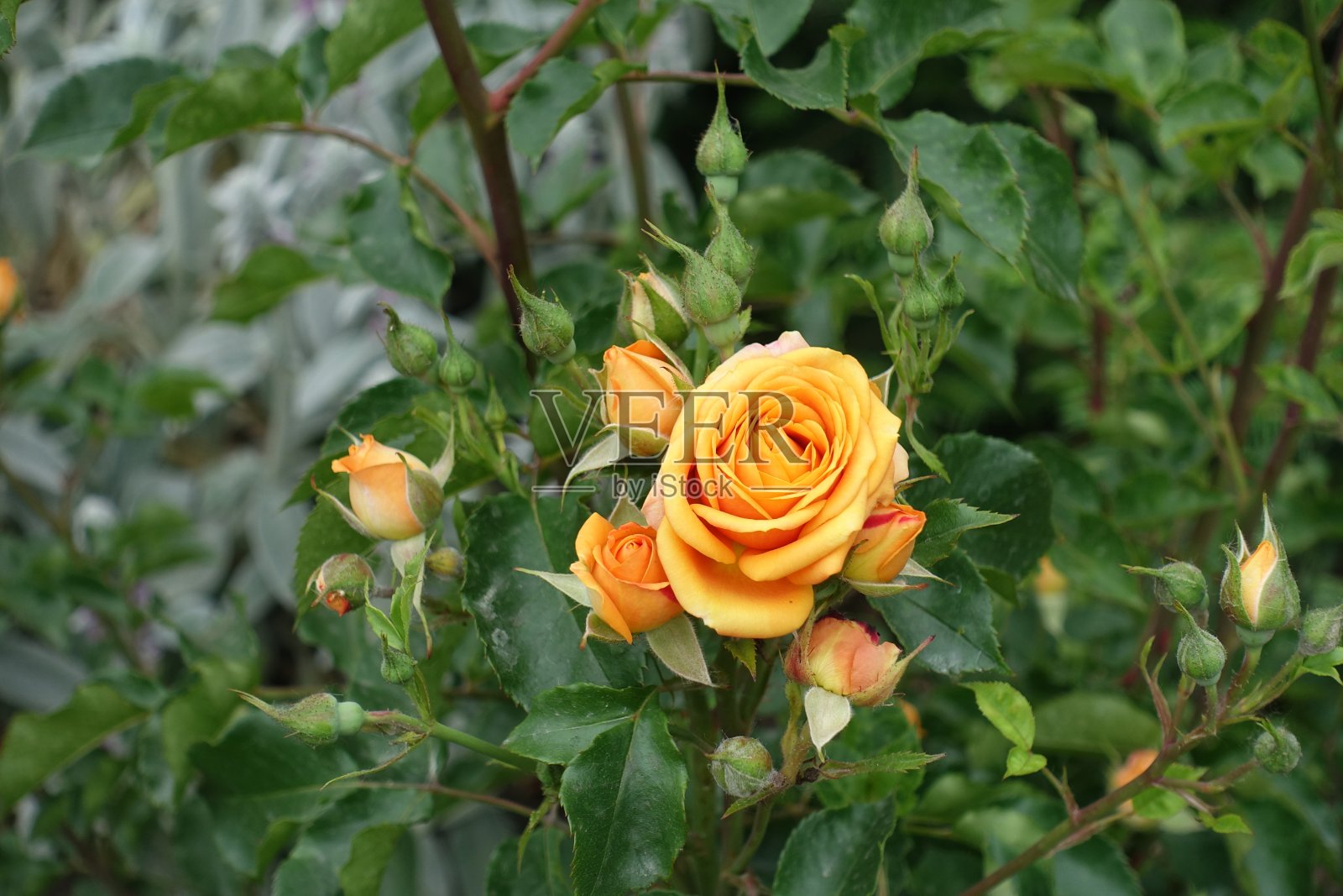 六月中旬，玫瑰花蕾繁盛，开出桔黄色的花朵照片摄影图片