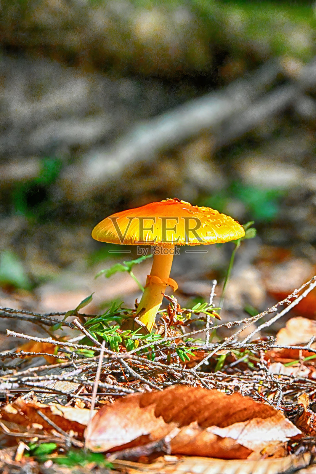 宾夕法尼亚州秋日的蘑菇照片摄影图片