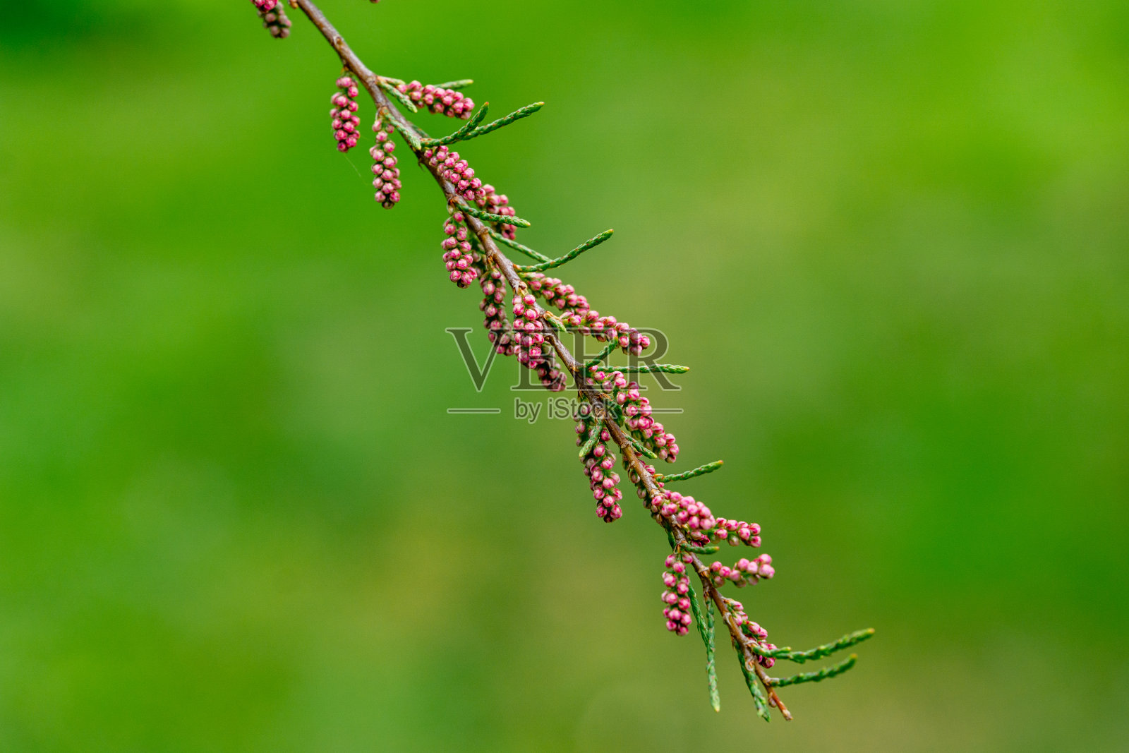 开花红柳或四雄蕊红柳小枝具非常细的粉红色花对模糊的绿色。完美温柔的概念为弹簧设计背景。放文字的地方。有选择性的重点照片摄影图片
