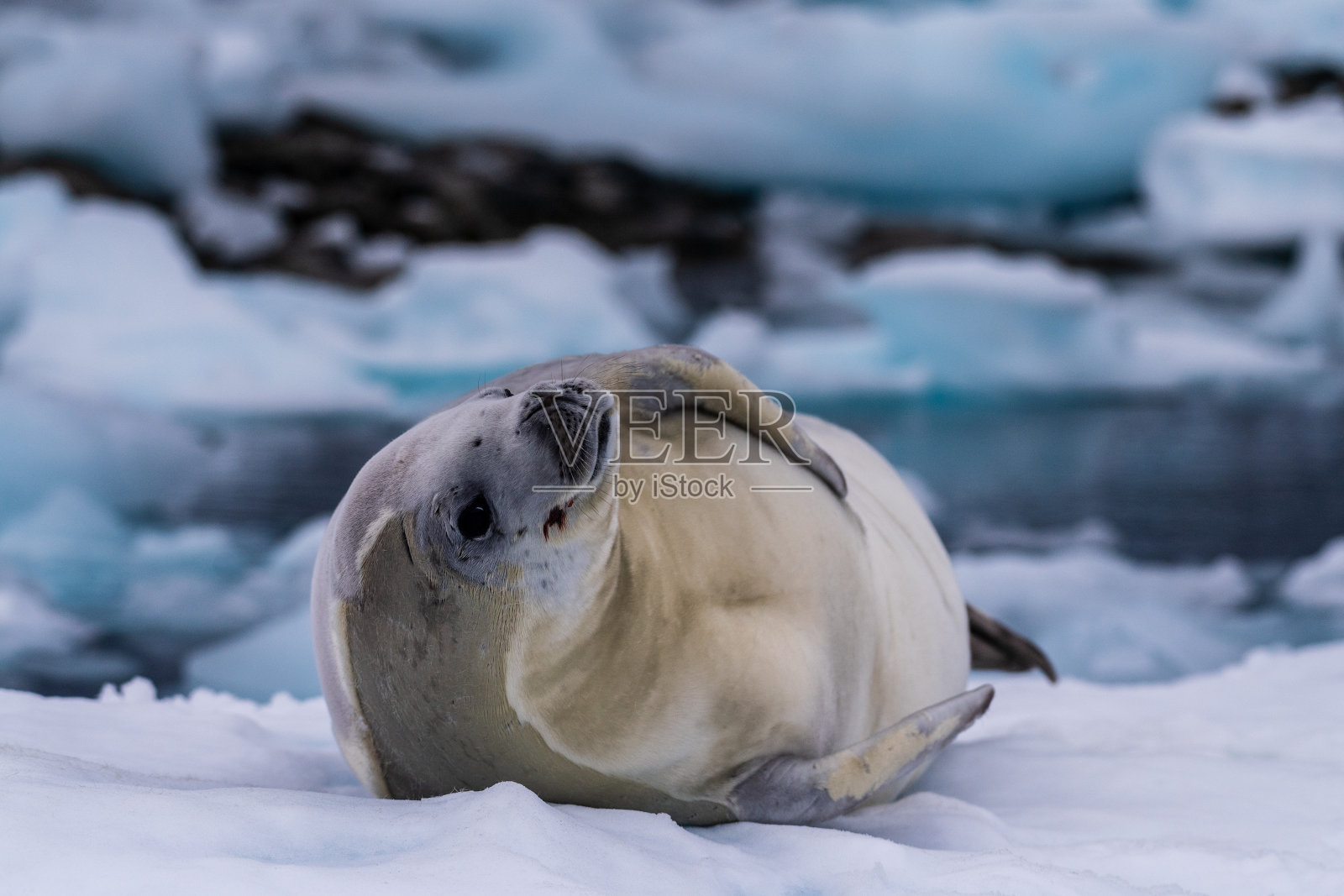 在冰层上休息的食蟹海豹照片摄影图片