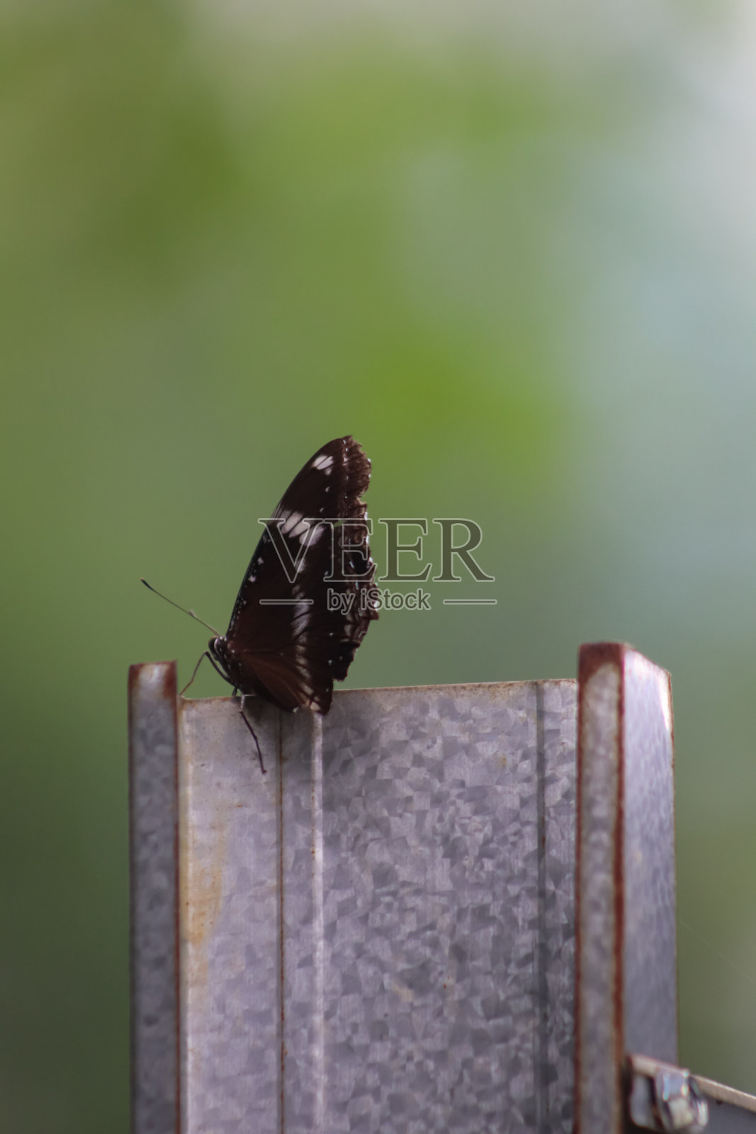 特写，蝴蝶照，美极了照片摄影图片