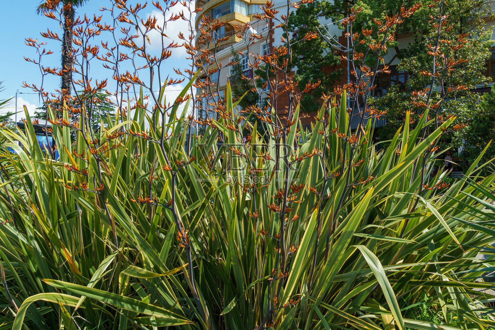 盛开的新西兰亚麻花。索契亚麻百合植物(Phormium tenax)或harakeke的橙色花朵。照片摄影图片