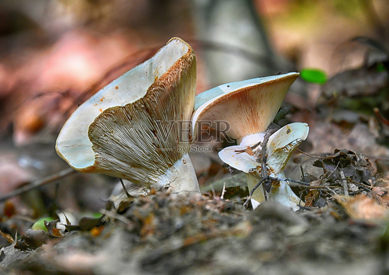 宾夕法尼亚州秋日的蘑菇照片摄影图片