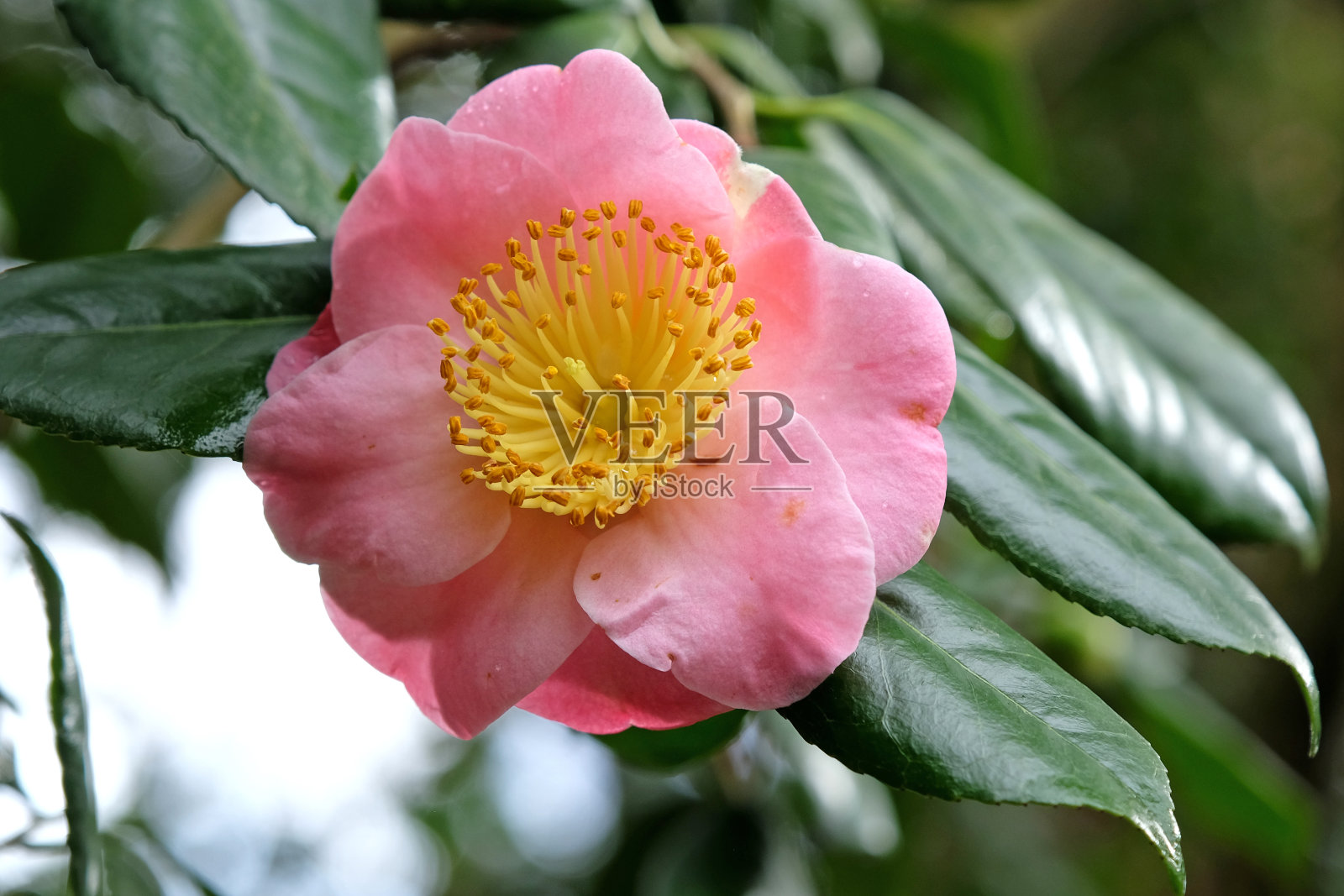 淡粉色和黄色单株山茶花'Goshozakura'。照片摄影图片