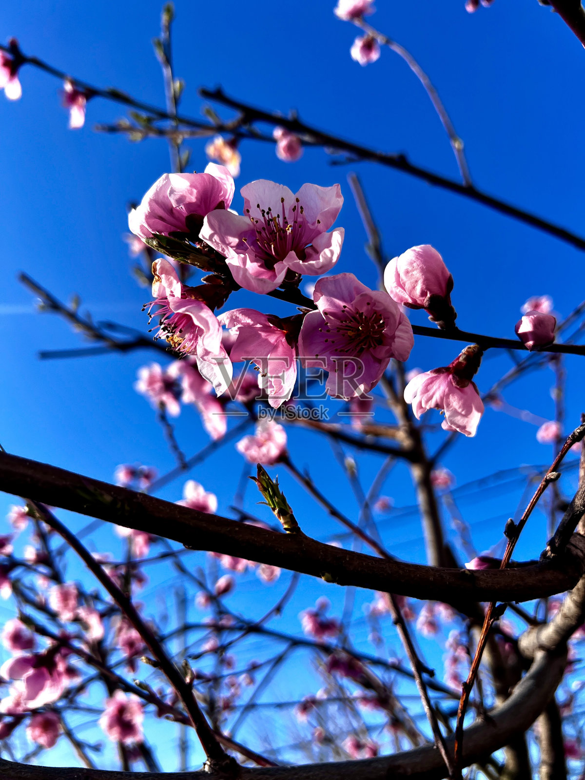 桃花盛开照片摄影图片