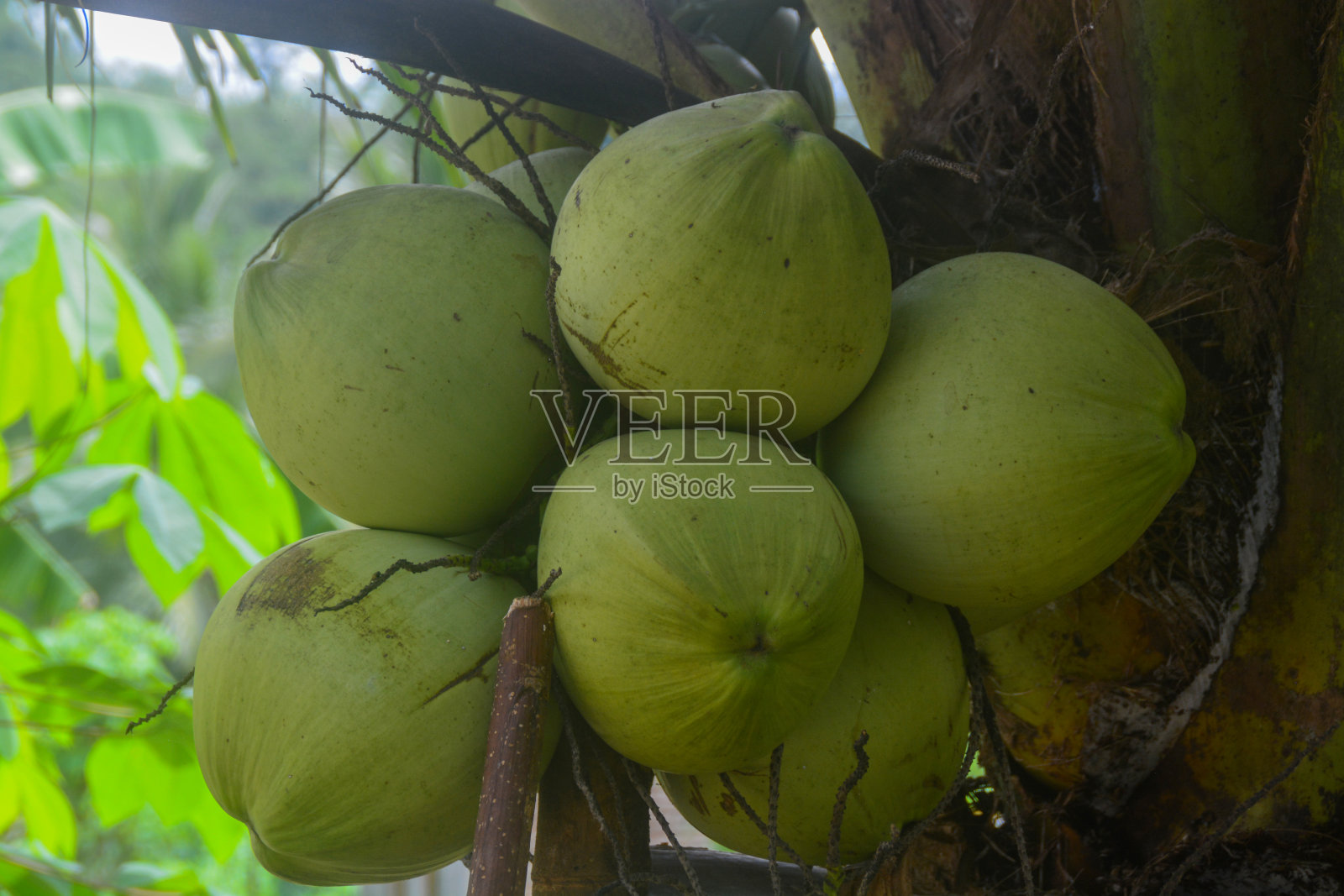 椰子树结了很多果实，树很高。在印度尼西亚，椰子树很容易生长。所以我们很容易找到它。照片摄影图片