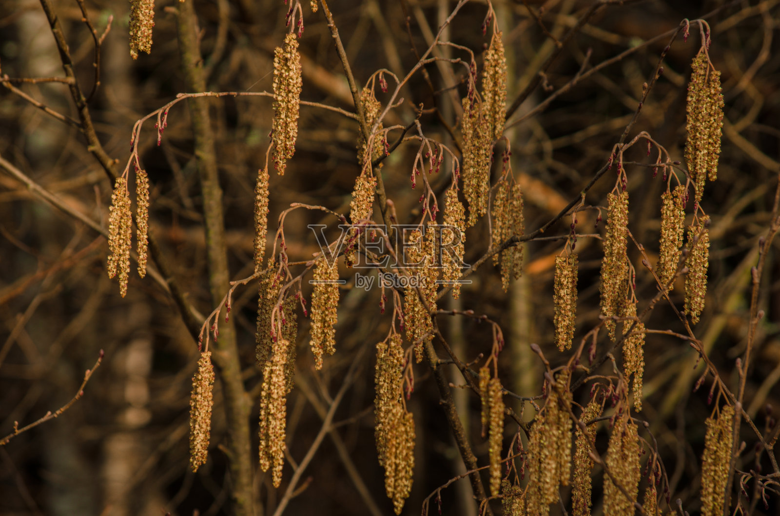 桦树味蕾照片摄影图片