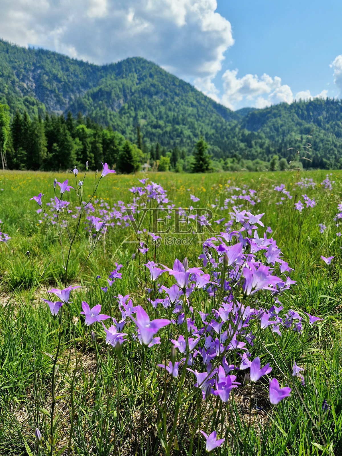 草地风铃花照片摄影图片