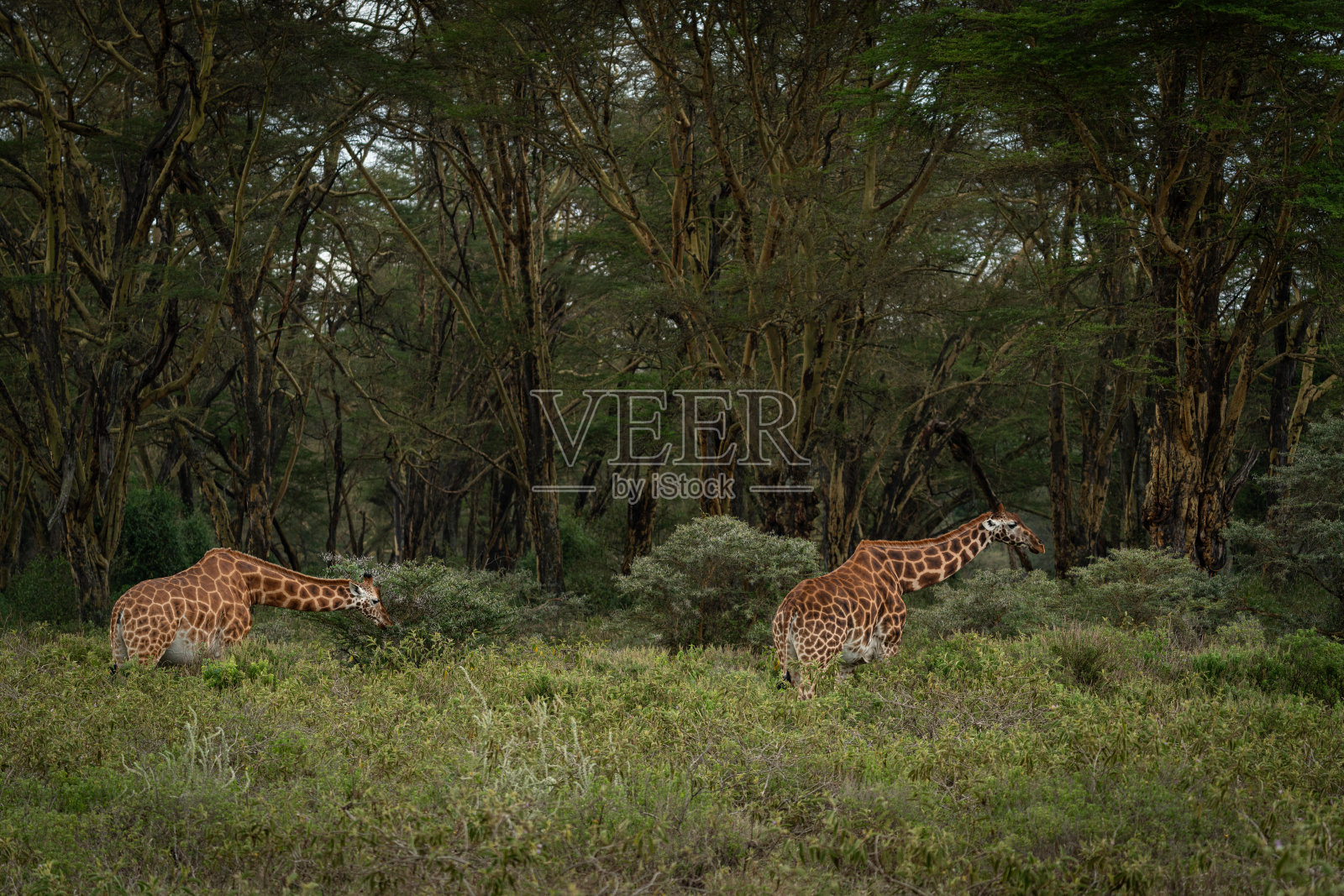 肯尼亚马赛马拉野生动物自然保护区的长颈鹿照片摄影图片
