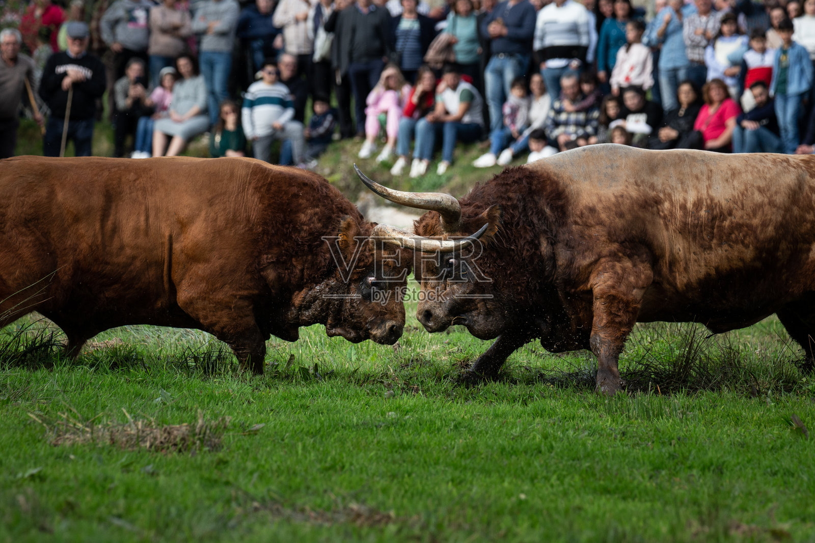 在布拉加的Povoa de Lanhoso举行的受欢迎的父亲节派对上，传统的斗牛。照片摄影图片
