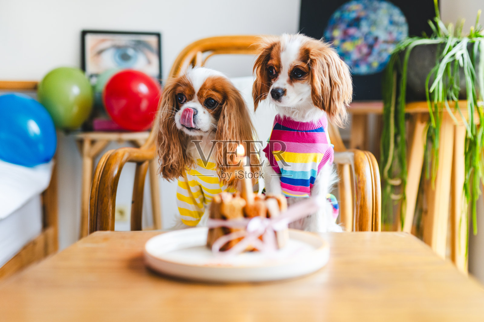 可爱的骑士查尔斯国王猎犬庆祝她的第一个生日照片摄影图片