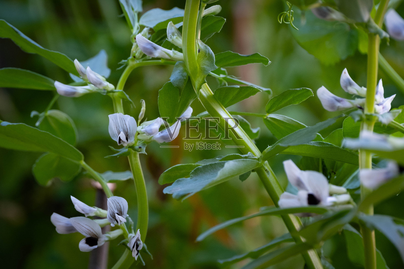 蚕豆花特写照片摄影图片