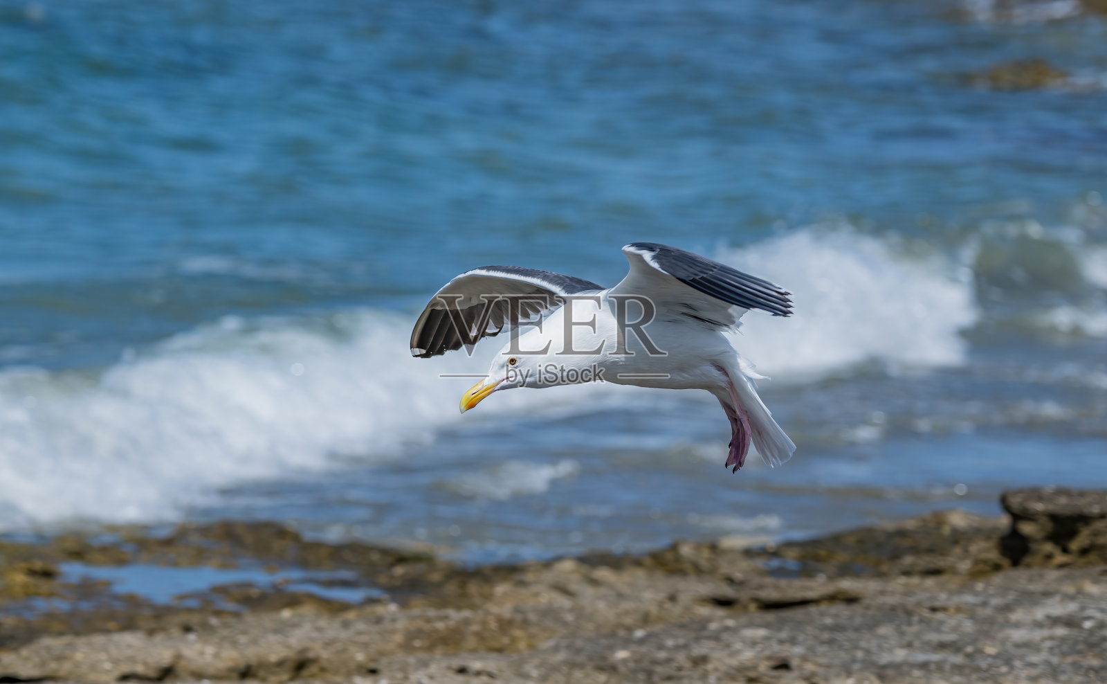 西鸥(Larus occidentalis)是一种大型白头鸥，生活在北美西海岸和太平洋上。圣伊格纳西奥泻湖，下加利福尼亚南部，墨西哥。站着。照片摄影图片