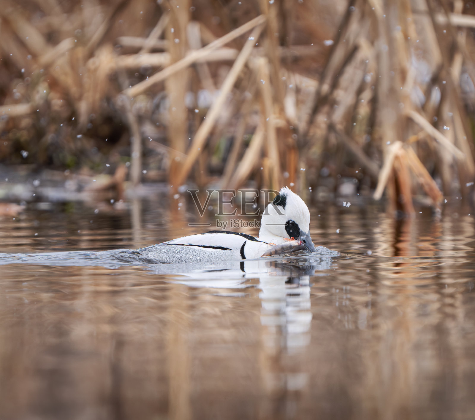 雪中的鸭子，挪威奥斯陆照片摄影图片
