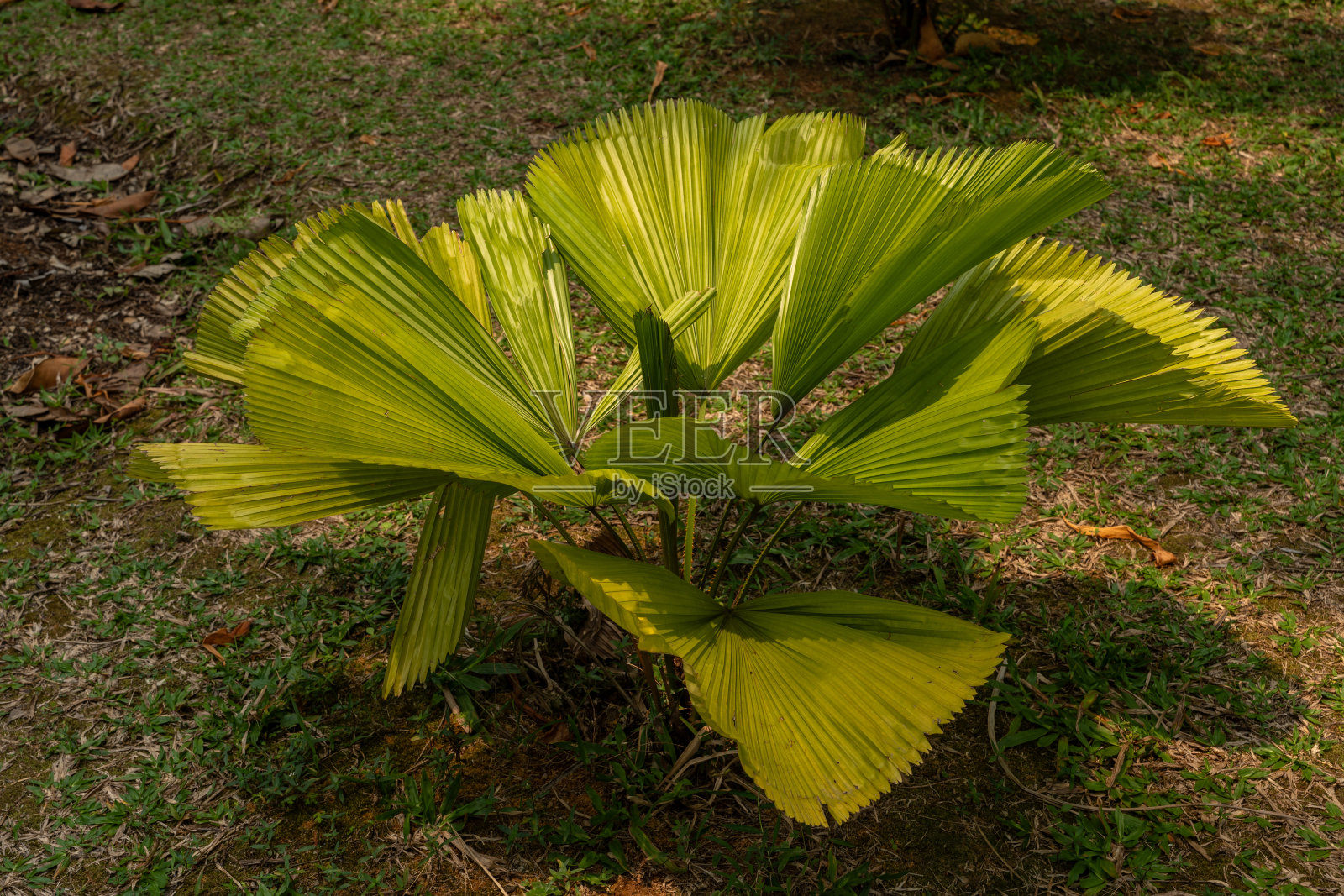 palm粉丝照片摄影图片