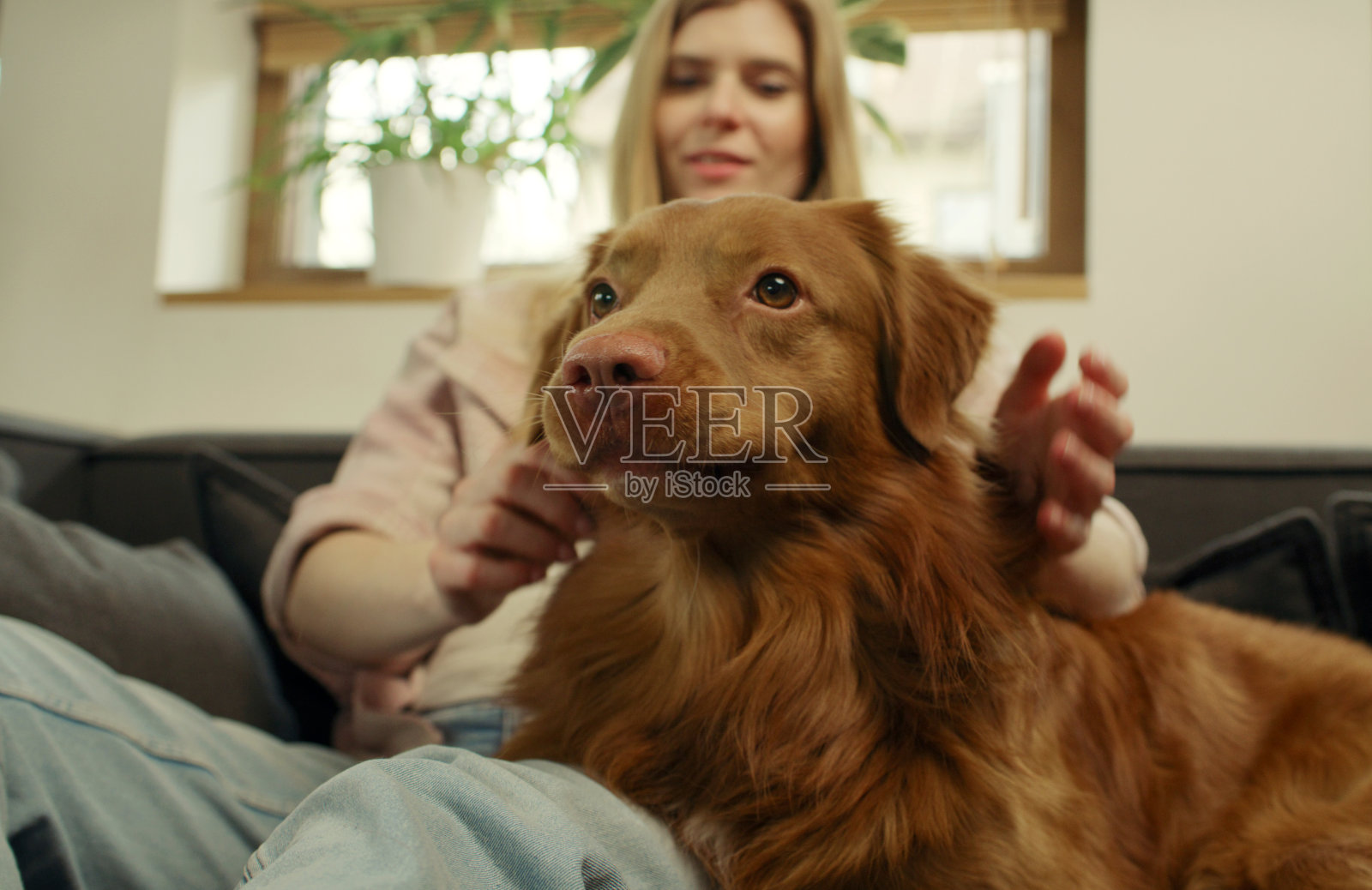 一位女士和心爱的宠物狗新斯科舍省鸭鸣猎犬一起躺在沙发上，愉快地抚摸着它照片摄影图片