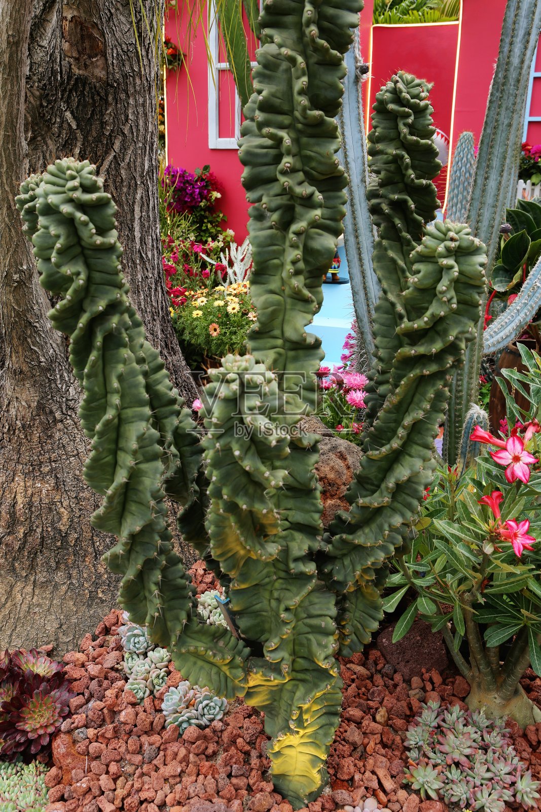 秘鲁蜡状茎照片摄影图片