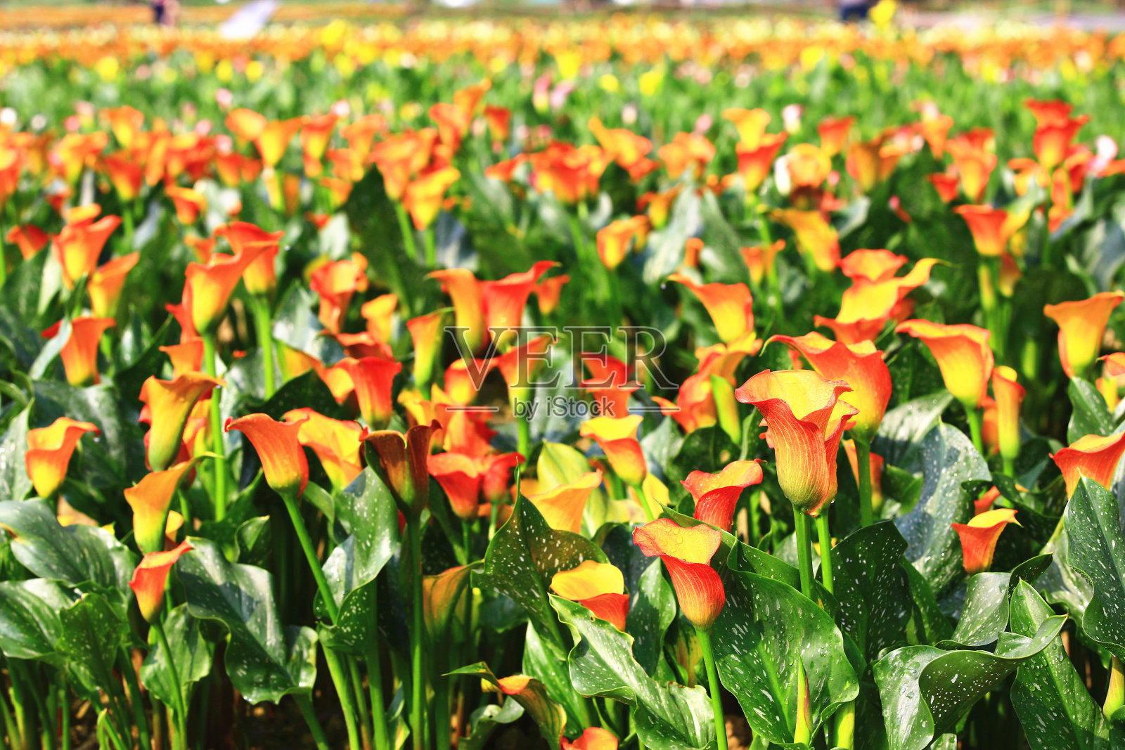 马蹄莲或海芋百合或金马蹄莲花田照片摄影图片
