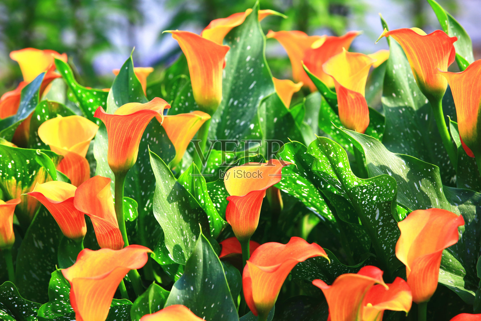 马蹄莲或海芋百合或金马蹄莲花田野特写照片摄影图片