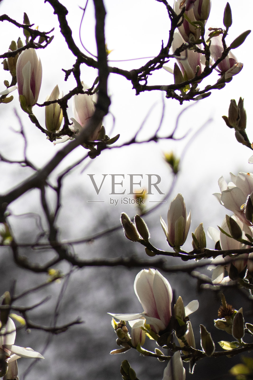 白玉兰开花了照片摄影图片