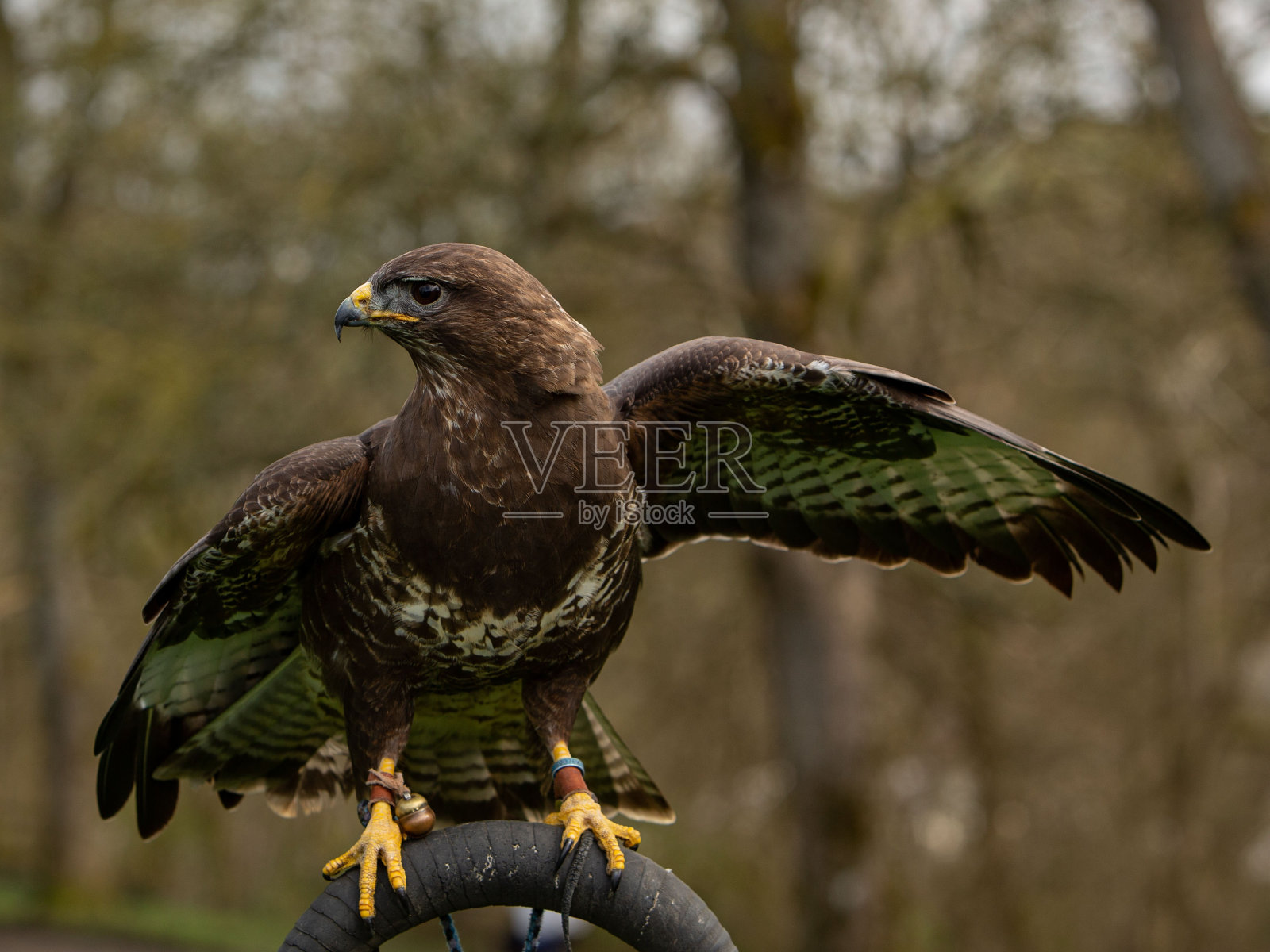 雄性北美秃鹰拍打翅膀。照片摄影图片