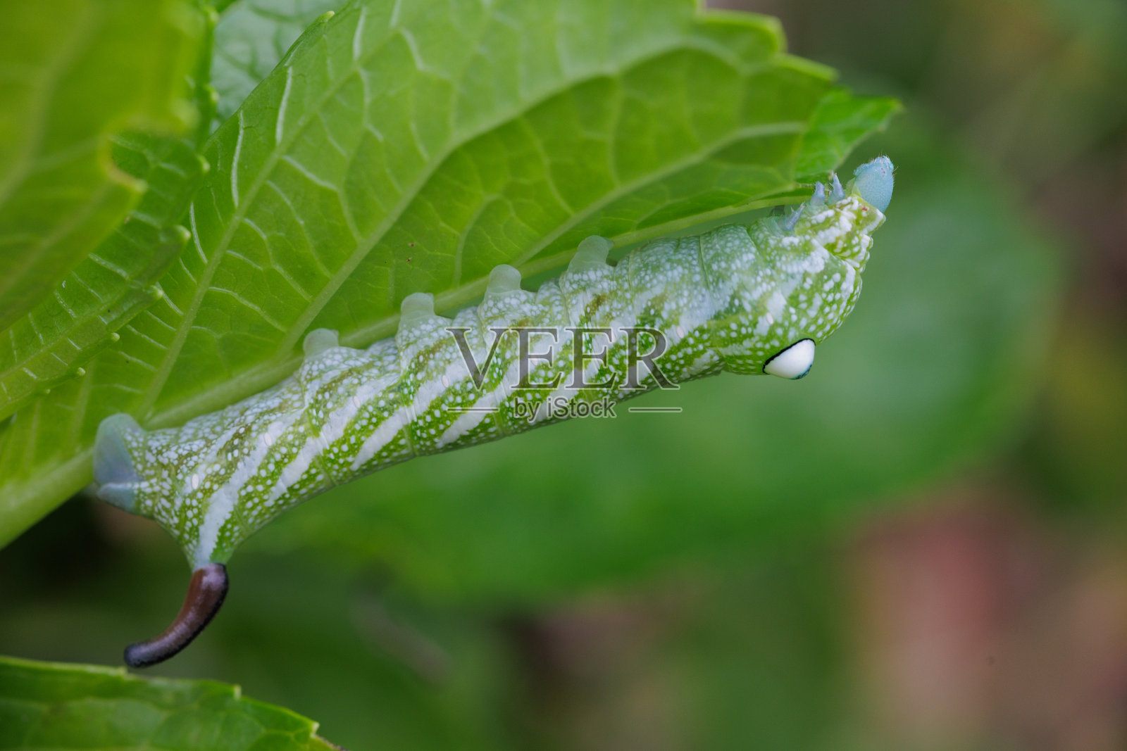 毛虫长着令人难以置信的大眼睛照片摄影图片