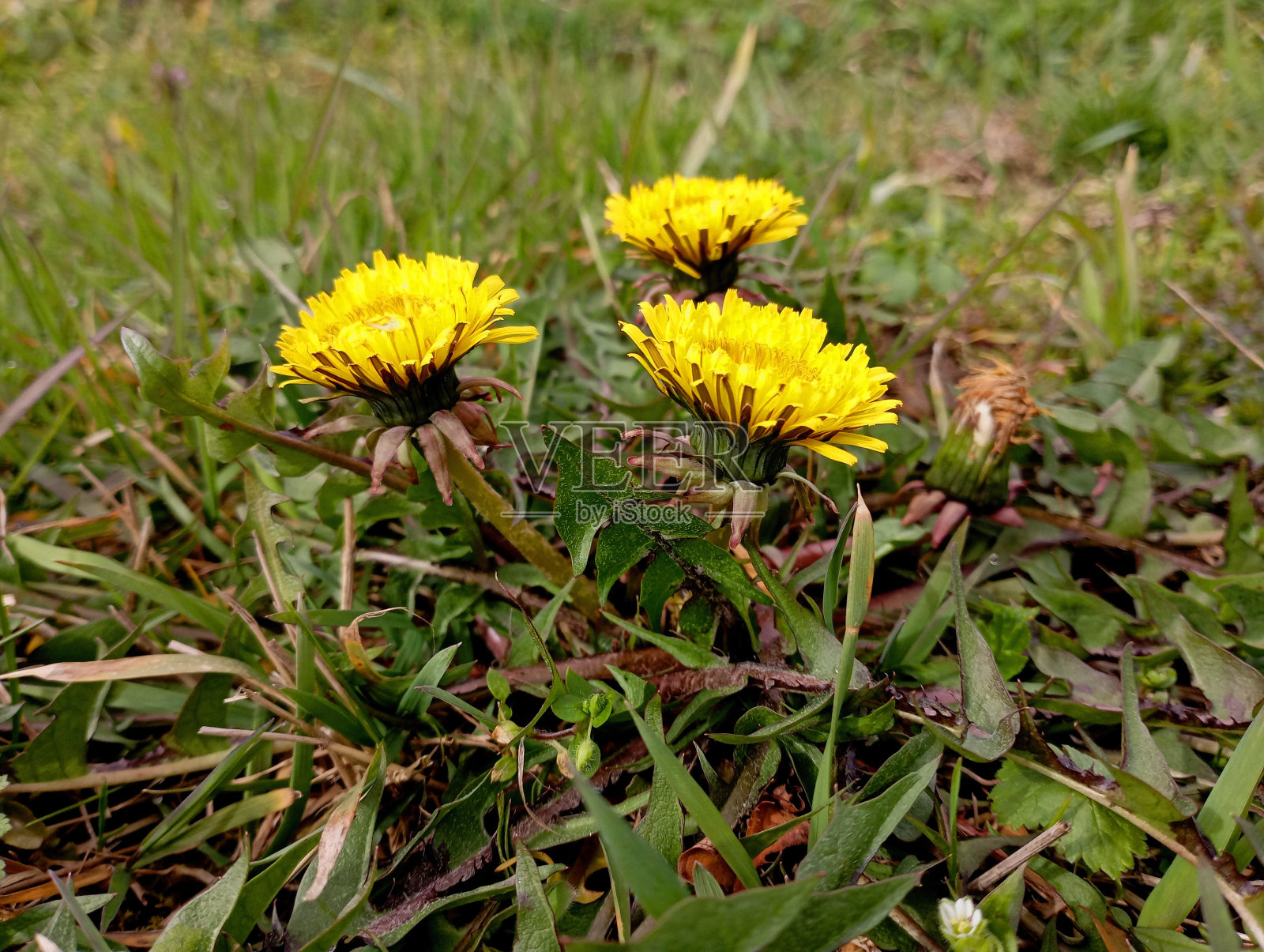一朵小小的药用蒲公英的三朵花在春天的草地上。黄色的春花在绿草的背景上。照片摄影图片