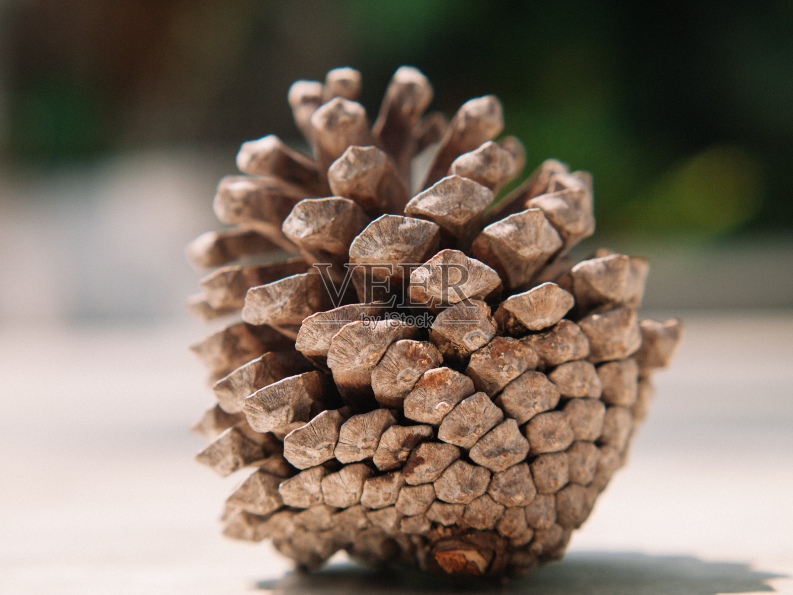 干松花照片摄影图片