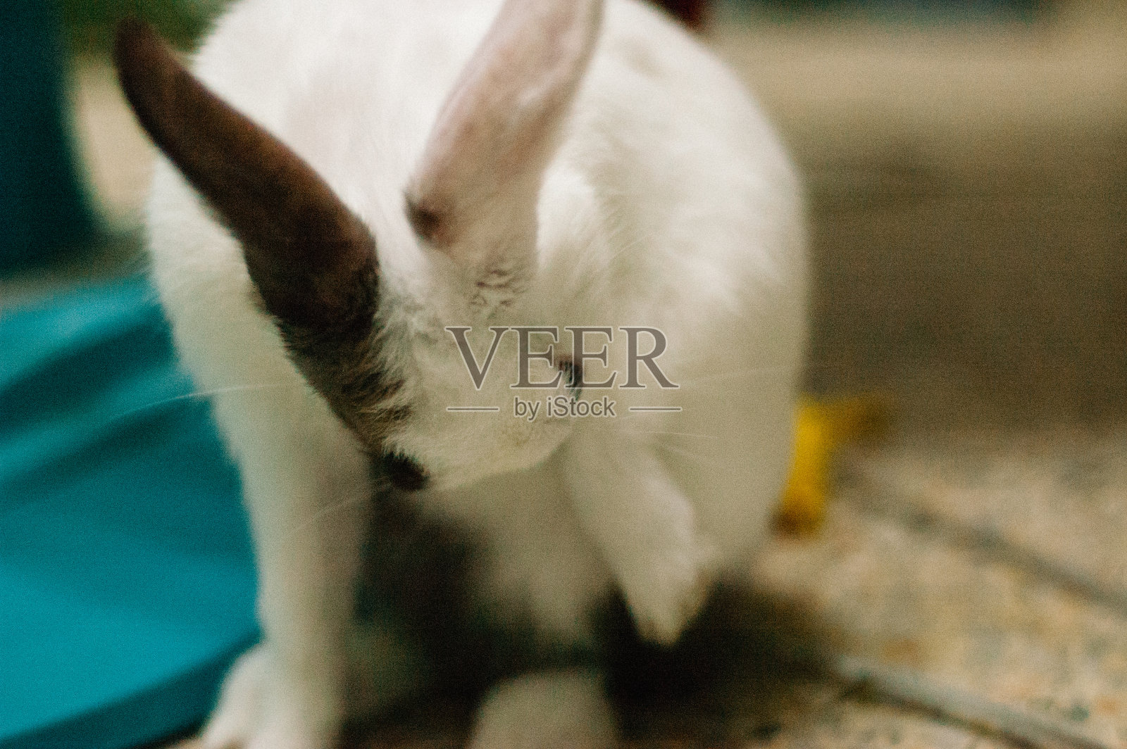 可爱的泰国兔子照片摄影图片