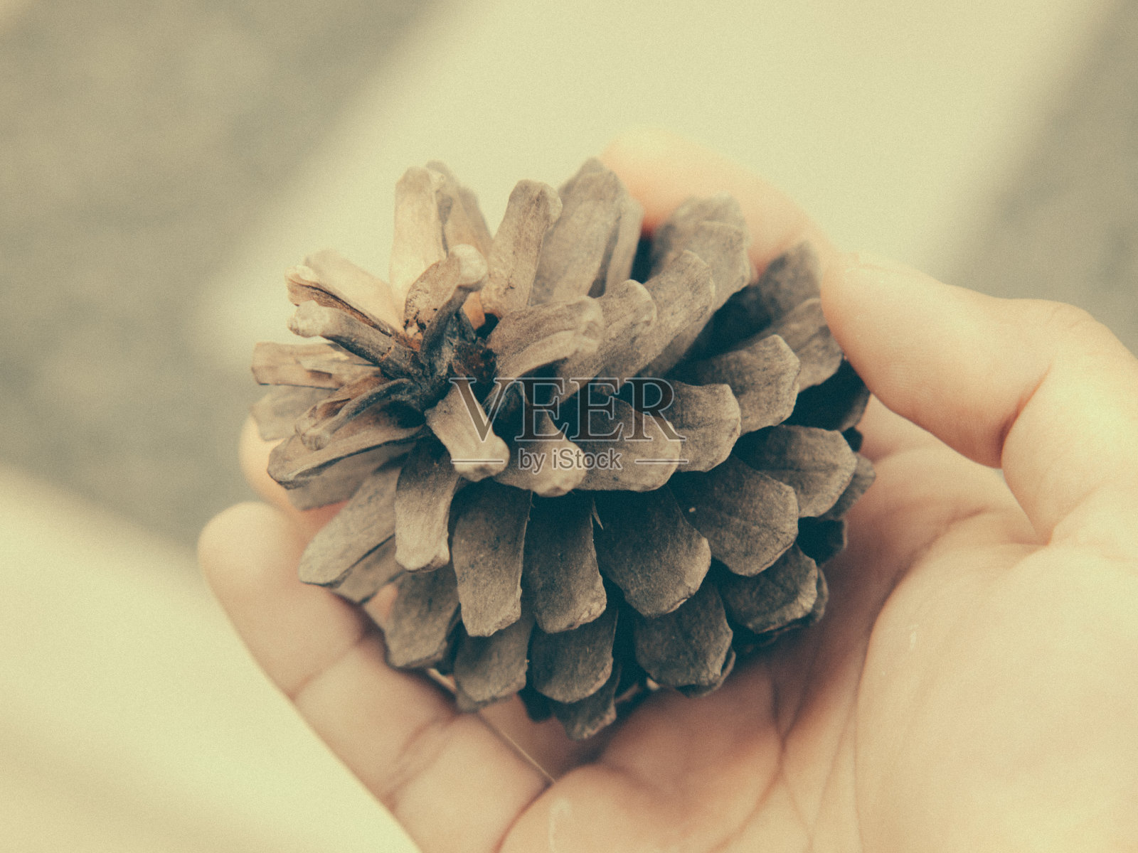 干松花照片摄影图片