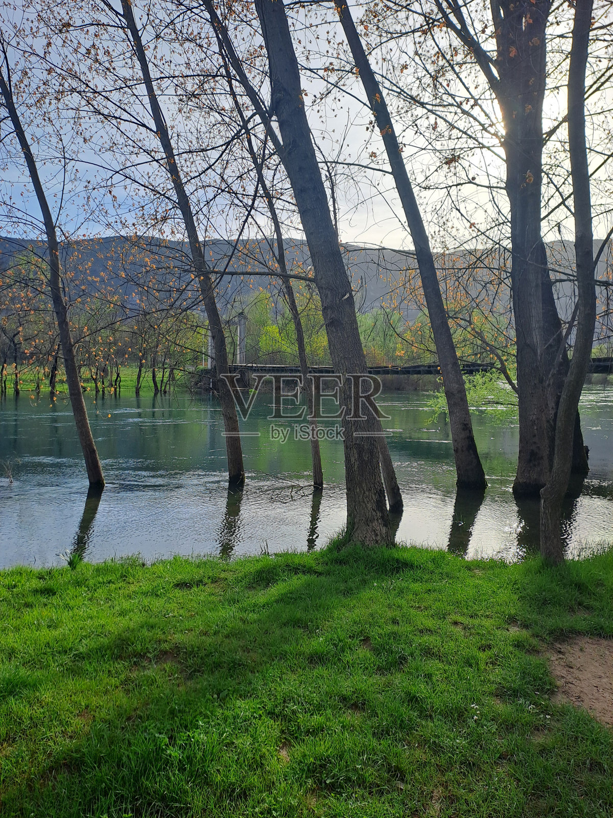 河、桥、树、自然……照片摄影图片