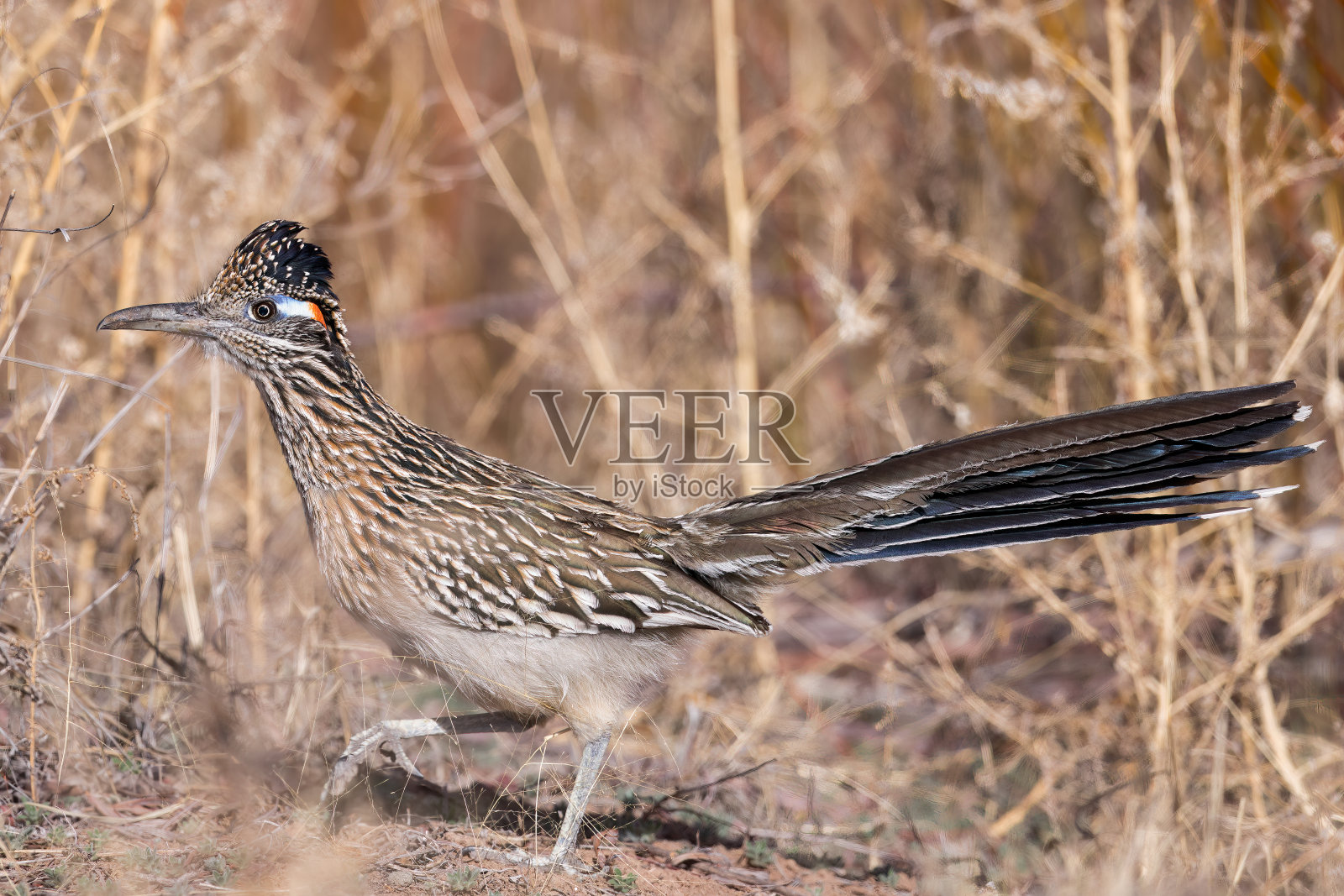 大跑鹃(加州地尾鸟)照片摄影图片