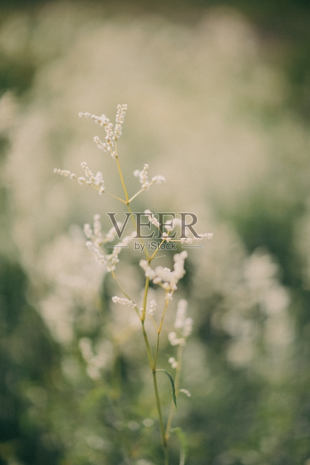 夏天的花在森林里照片摄影图片