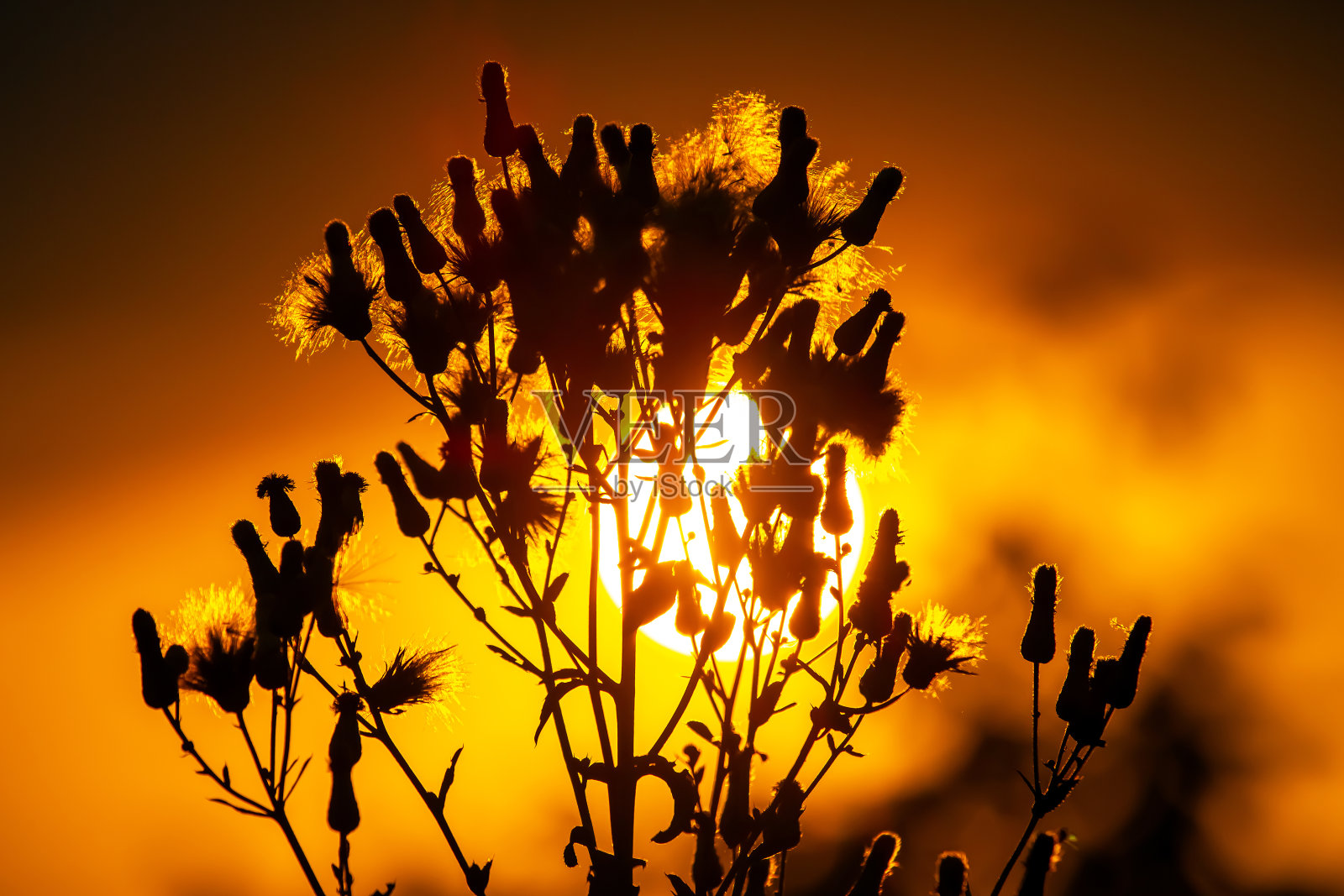 在夕阳的映衬下，花草的剪影照片摄影图片