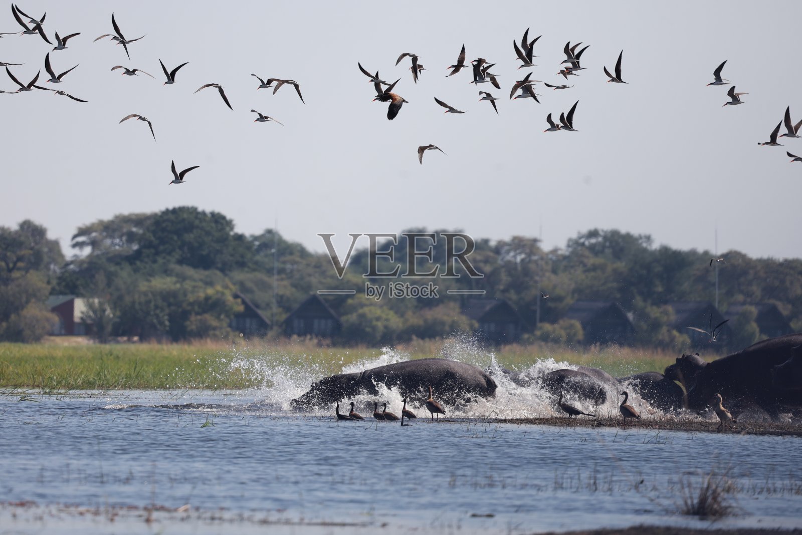 在海中溅落!照片摄影图片