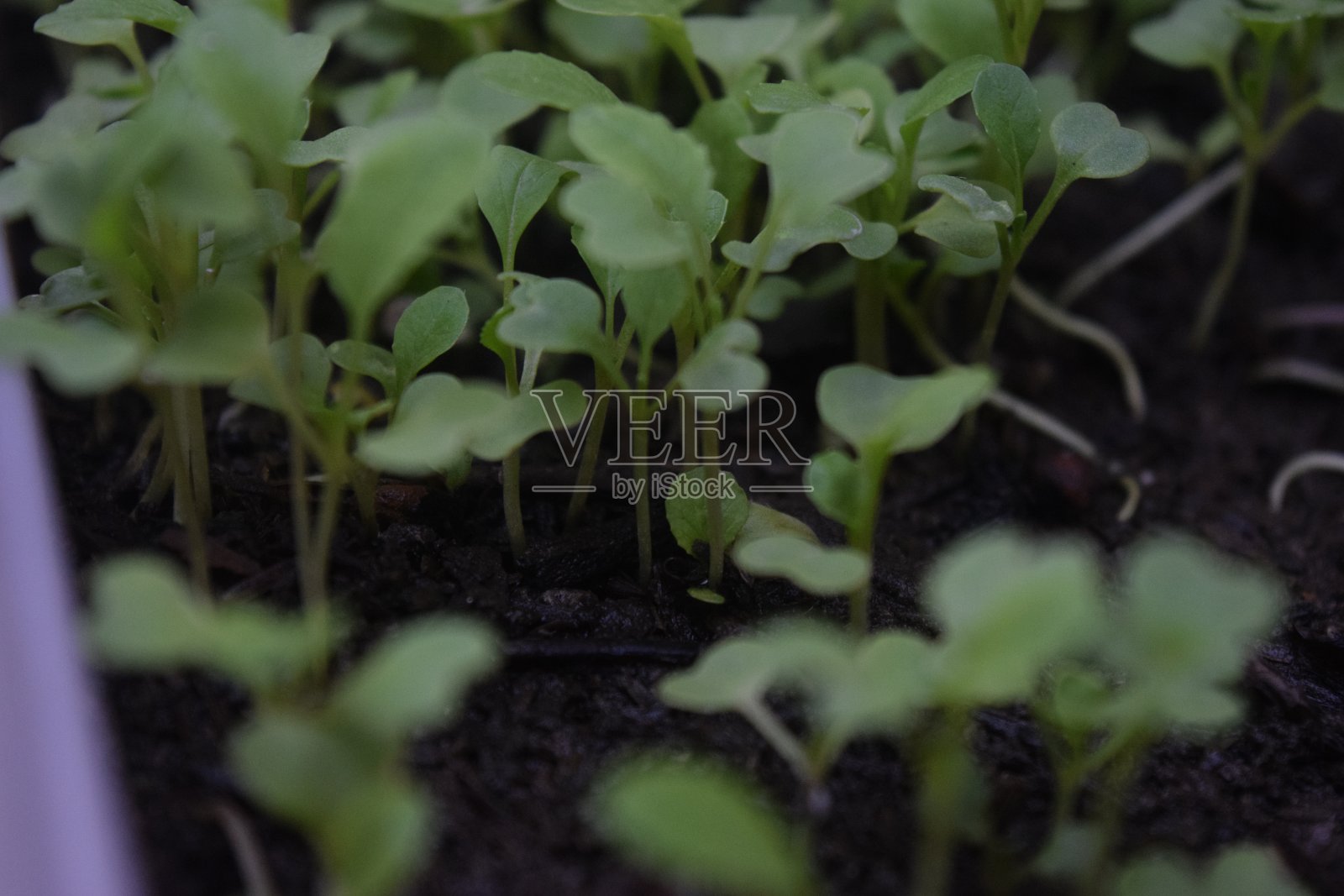 适于水培的蔬菜种子照片摄影图片