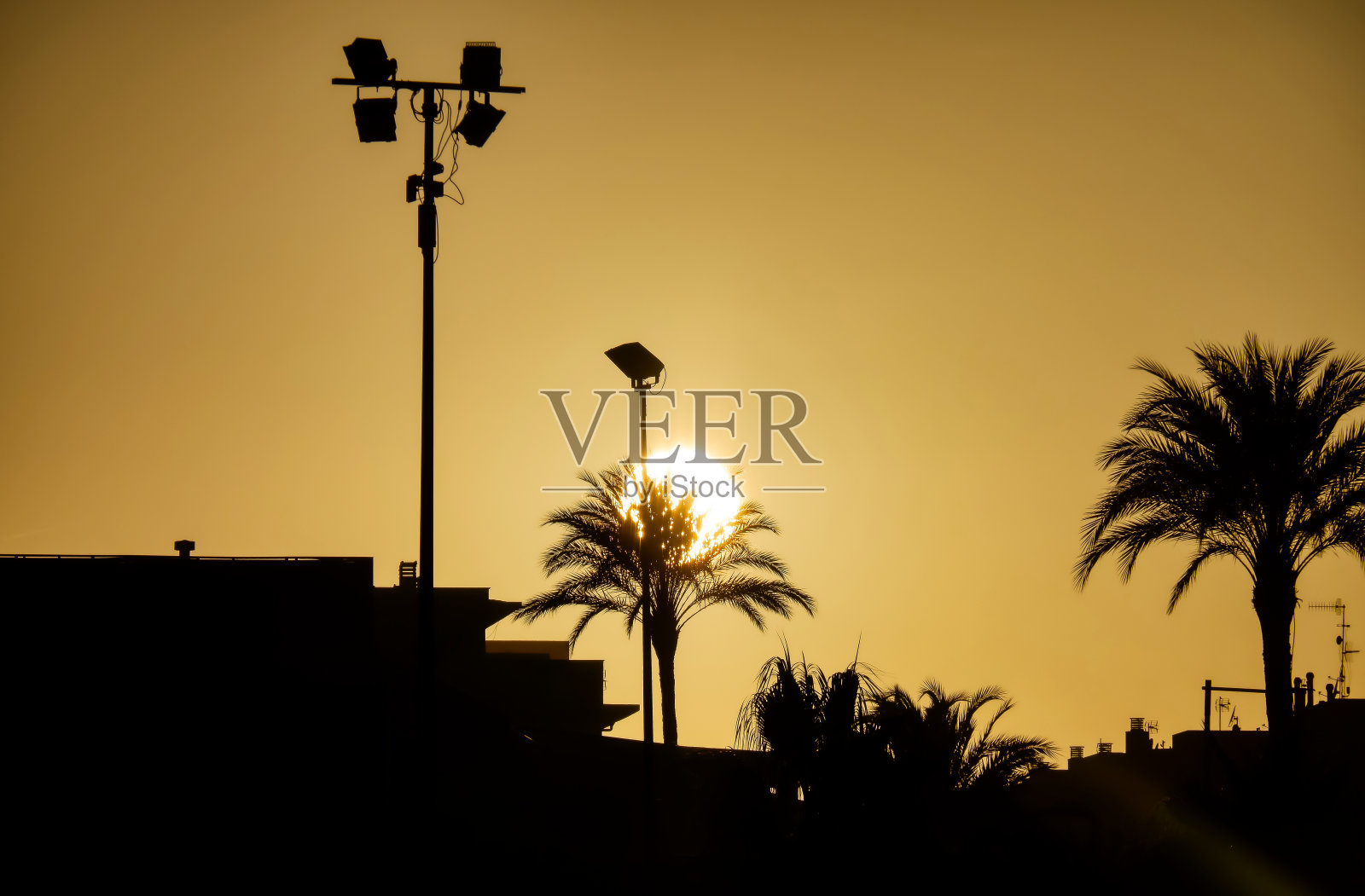 秋天的夕阳在棕榈树之间照片摄影图片